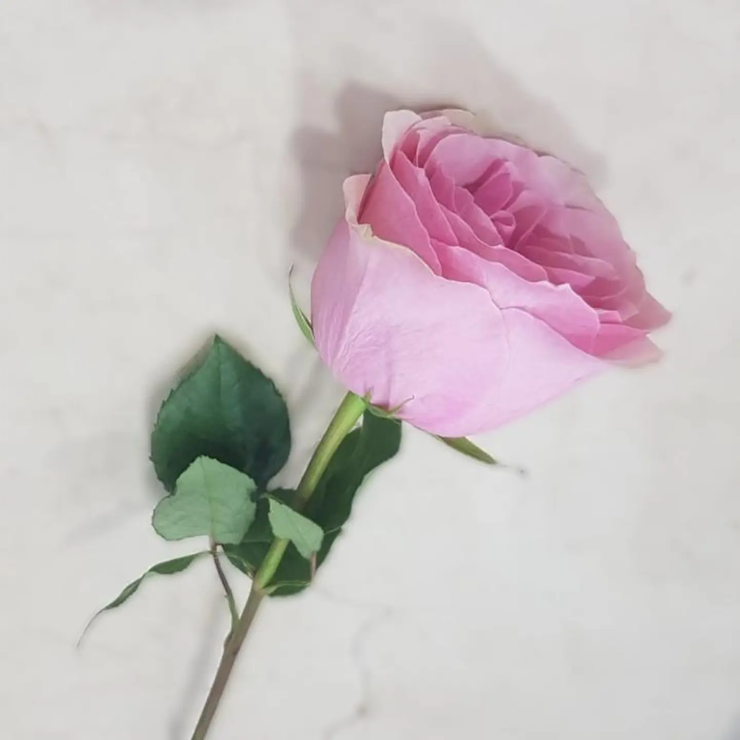 Pink Rose 2