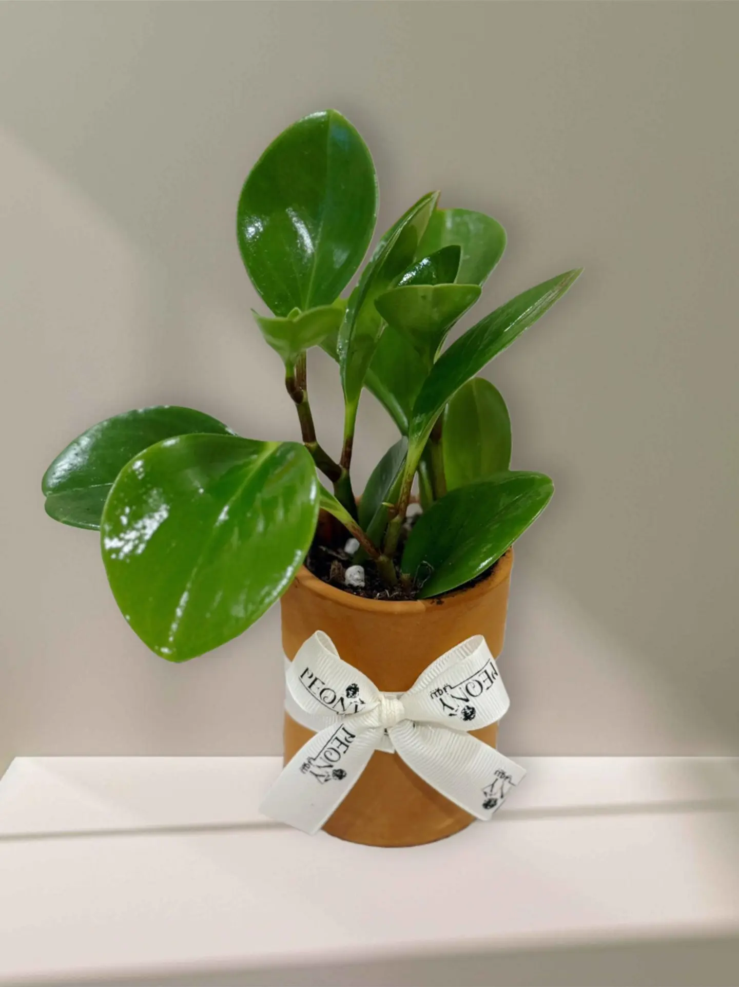 Pottery Vase With Peperomia Plant 2