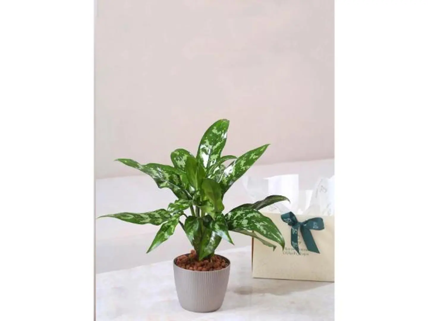 اجلونيما في حوض بلاستيكي رمادي