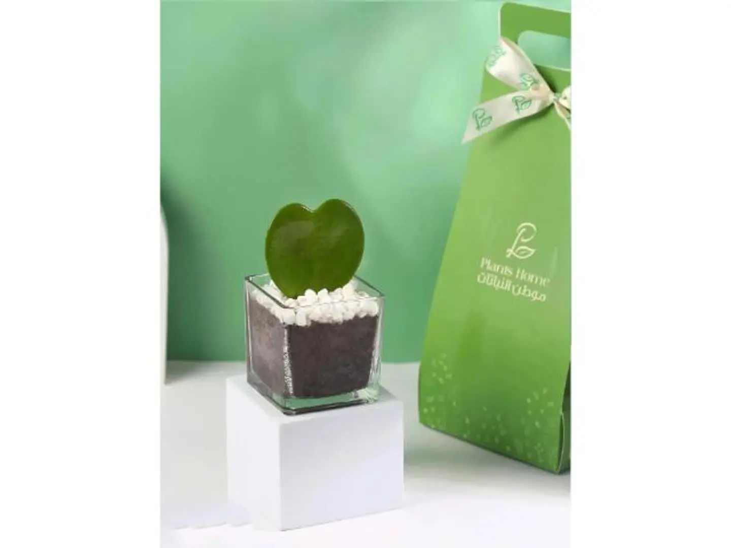 نبتة قلب الحب في مركن زجاجي