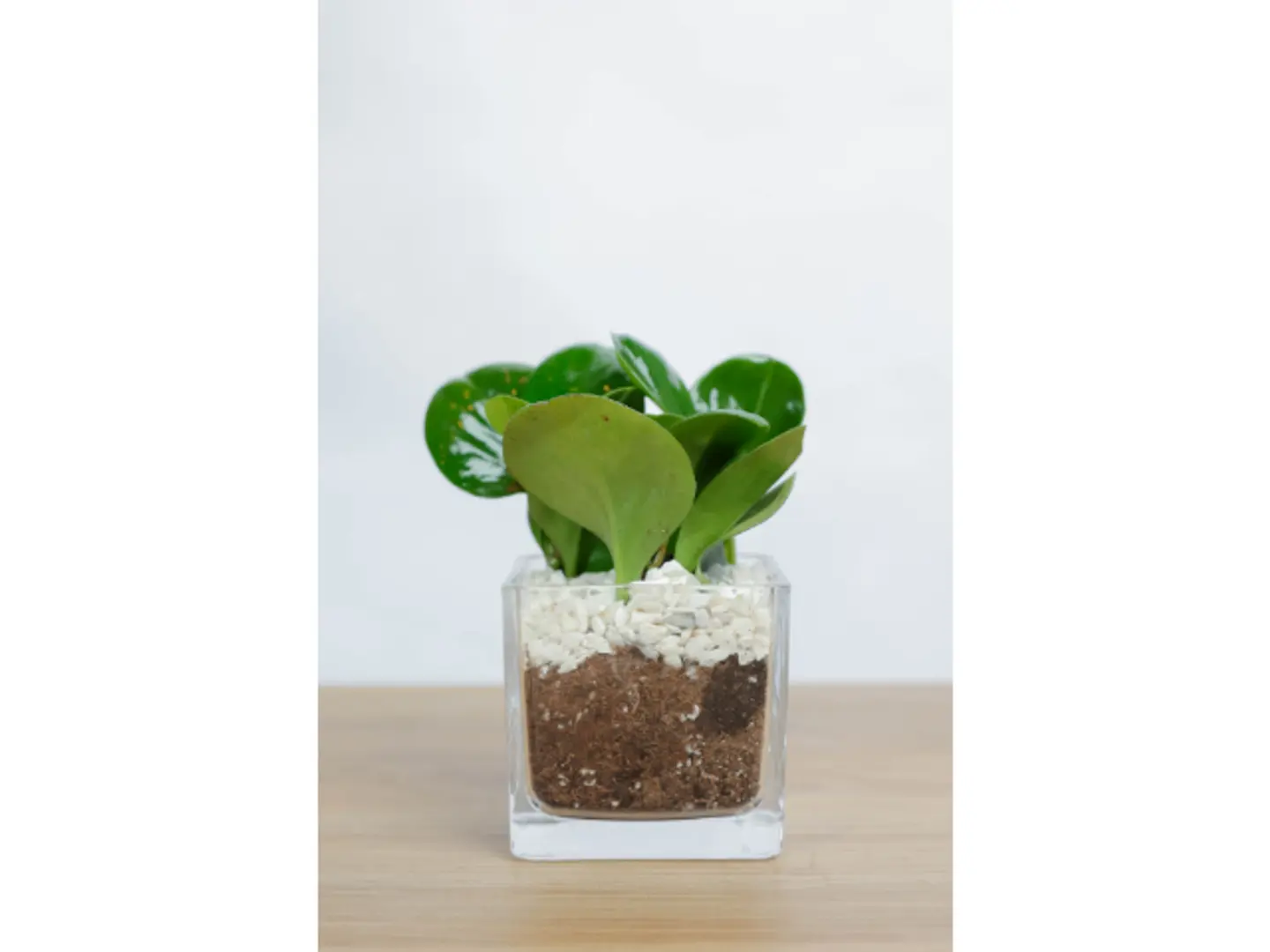 نبتة ببروميا في حوض زجاج مربع