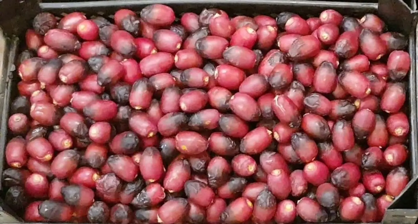 رطب خنيزى