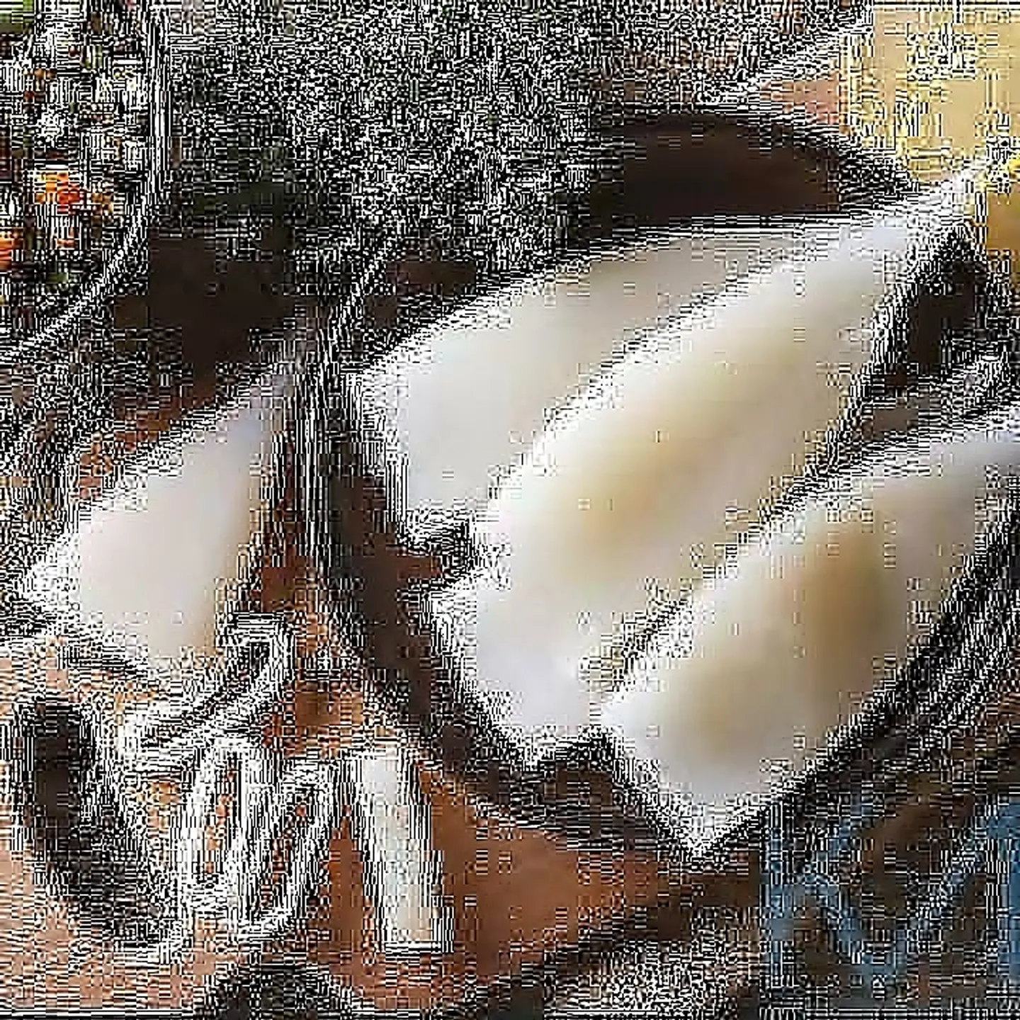 Calamari 1 Kilogram