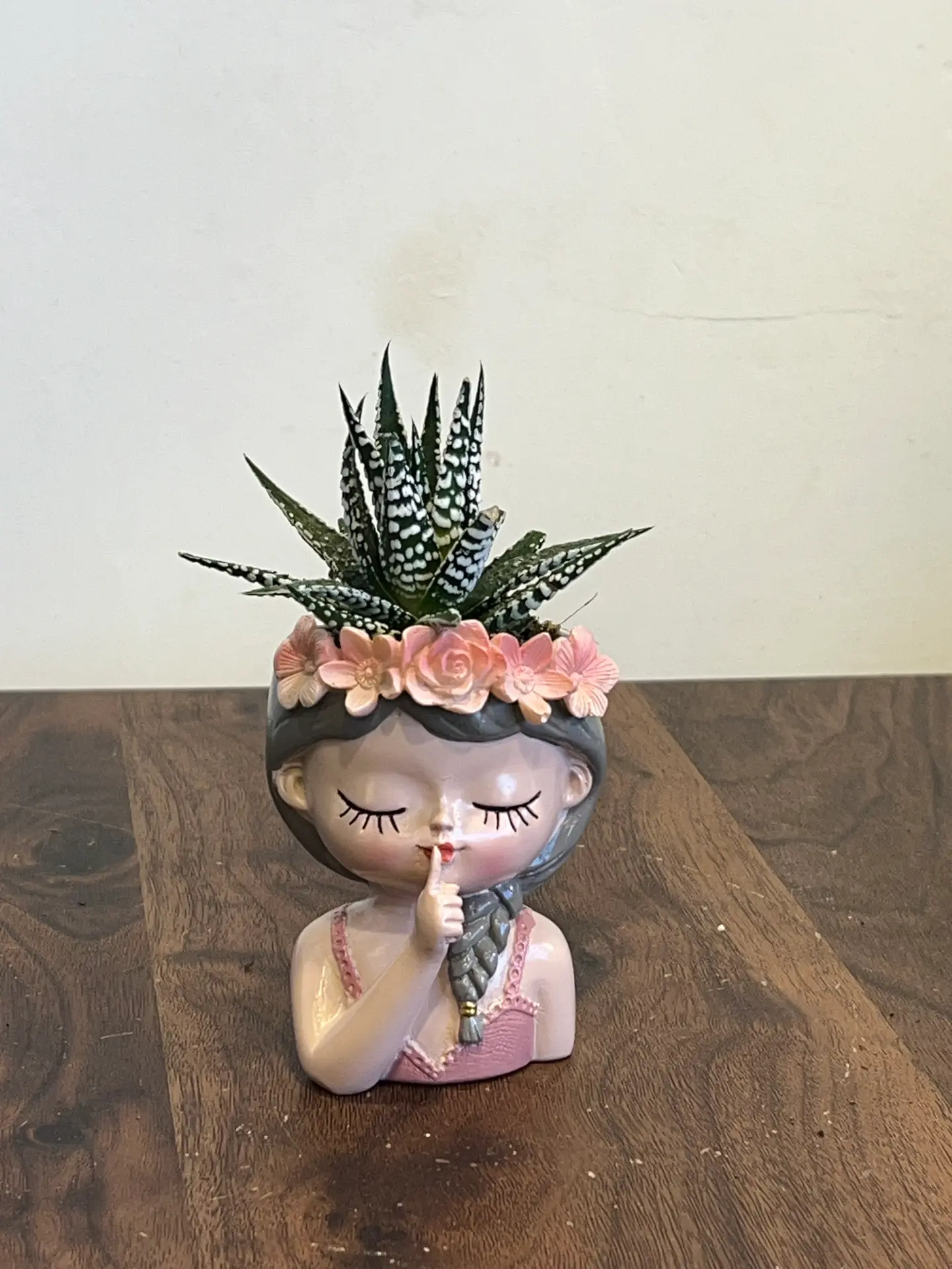 نبتة حوراء القصر في أصيص وردي أنيق بشعر مجدول