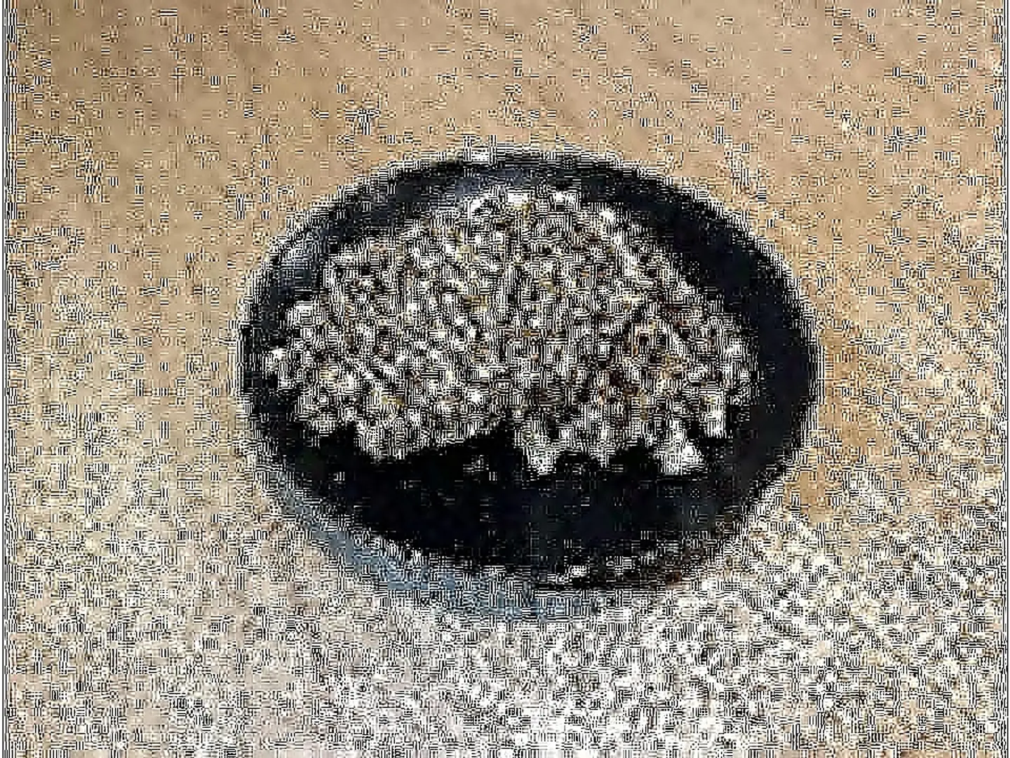 Chocolate Waffle + (Hot Drink, Tea Talqeem Or Karak)