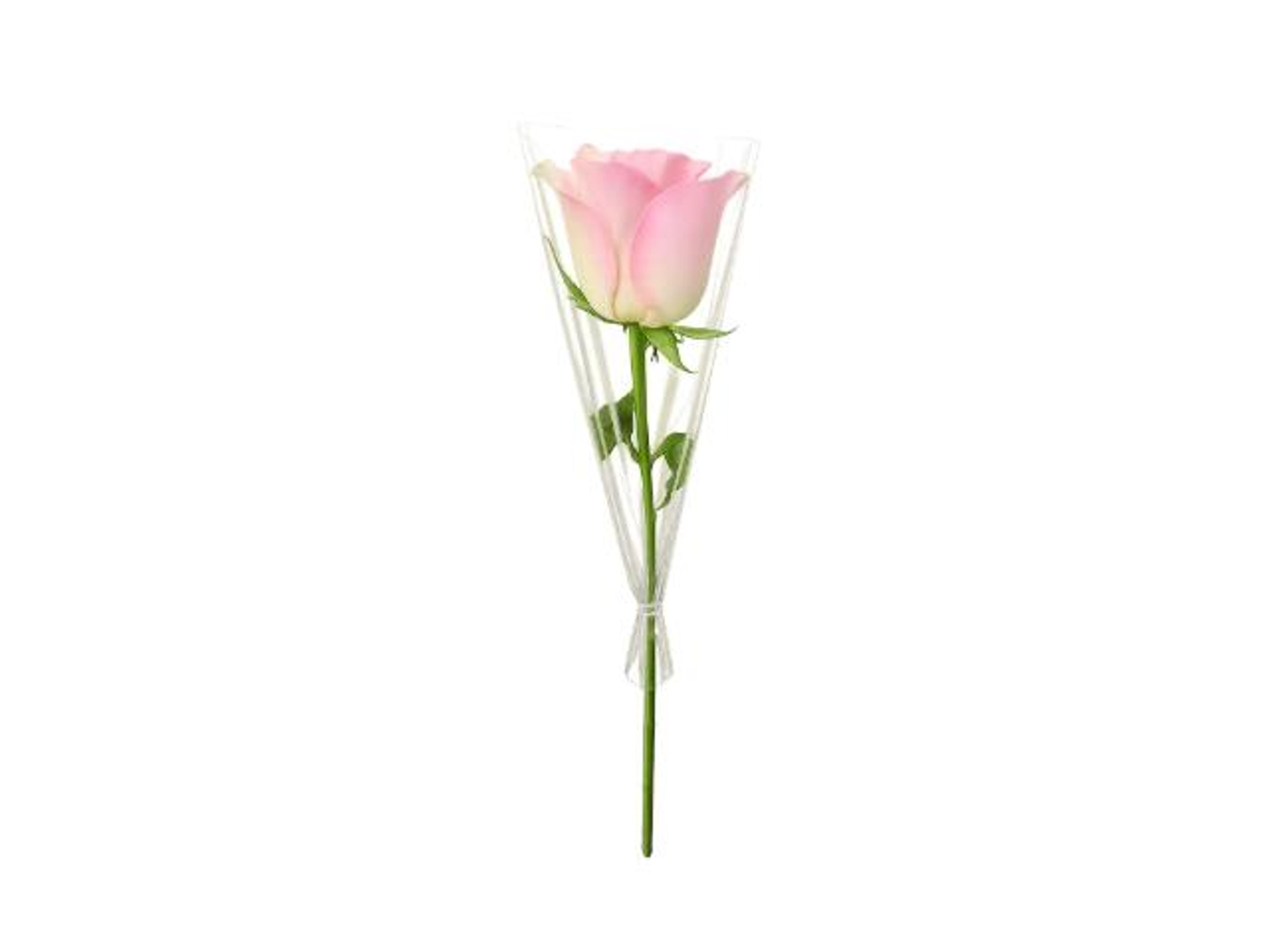 Pink Rose Stem