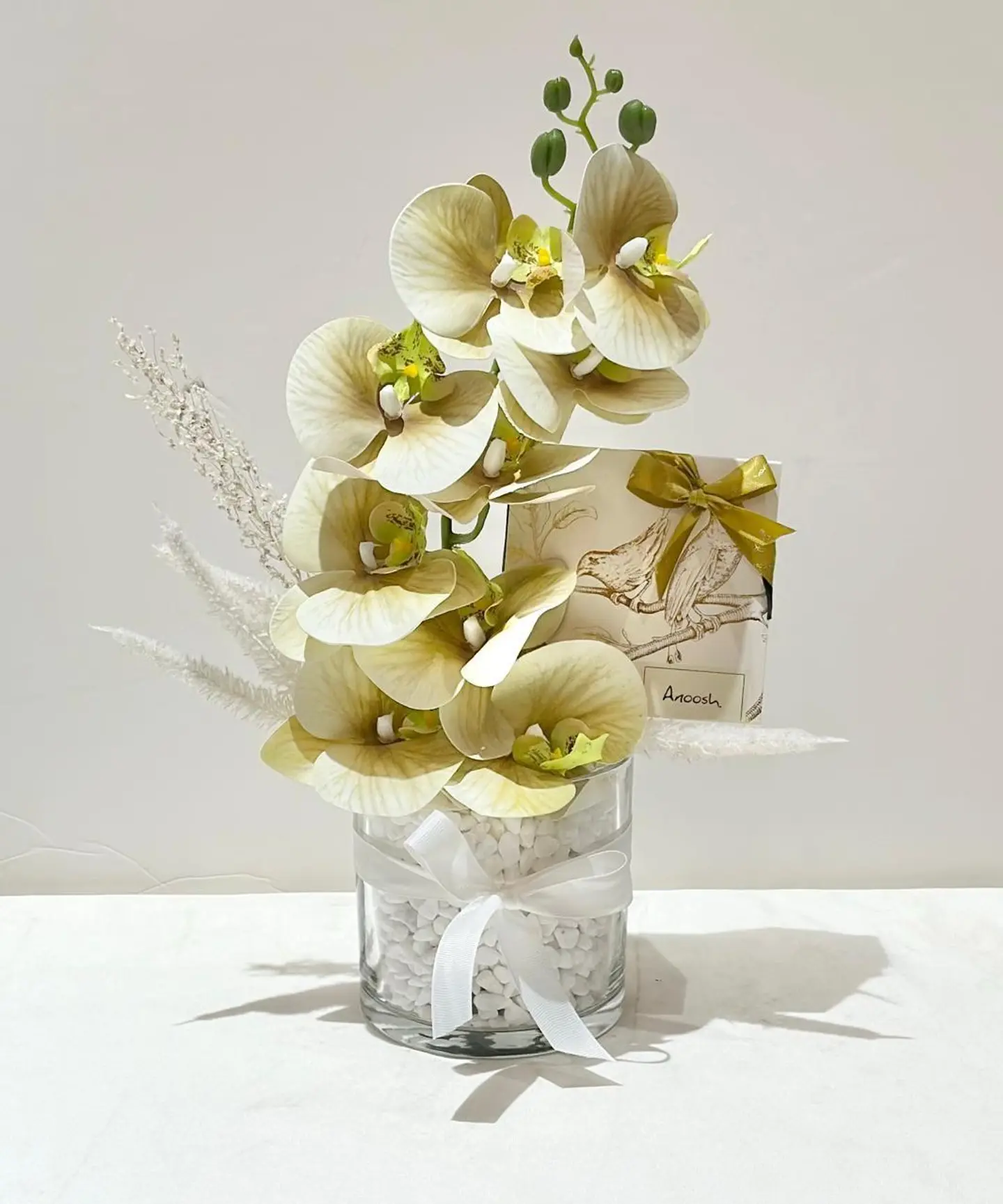 فازه بياض الاوركيد