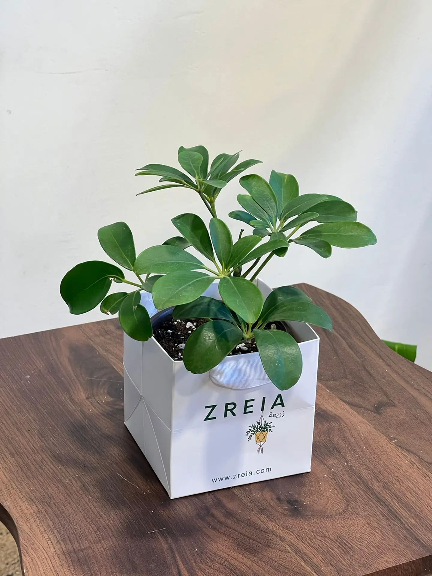 A Regular Schaefflera Plant Prepared In A 12cm White Zreia Package