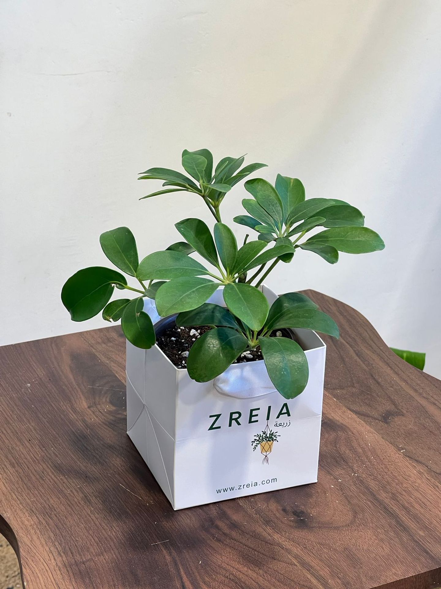 A Regular Schaefflera Plant Prepared In A 12cm White Zreia Package