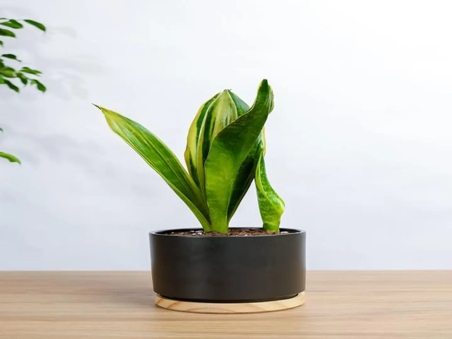 Golden Pots Plant In A Brick Plastic Pot