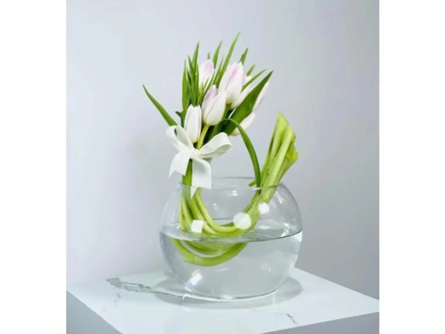 فازة همس التوليب