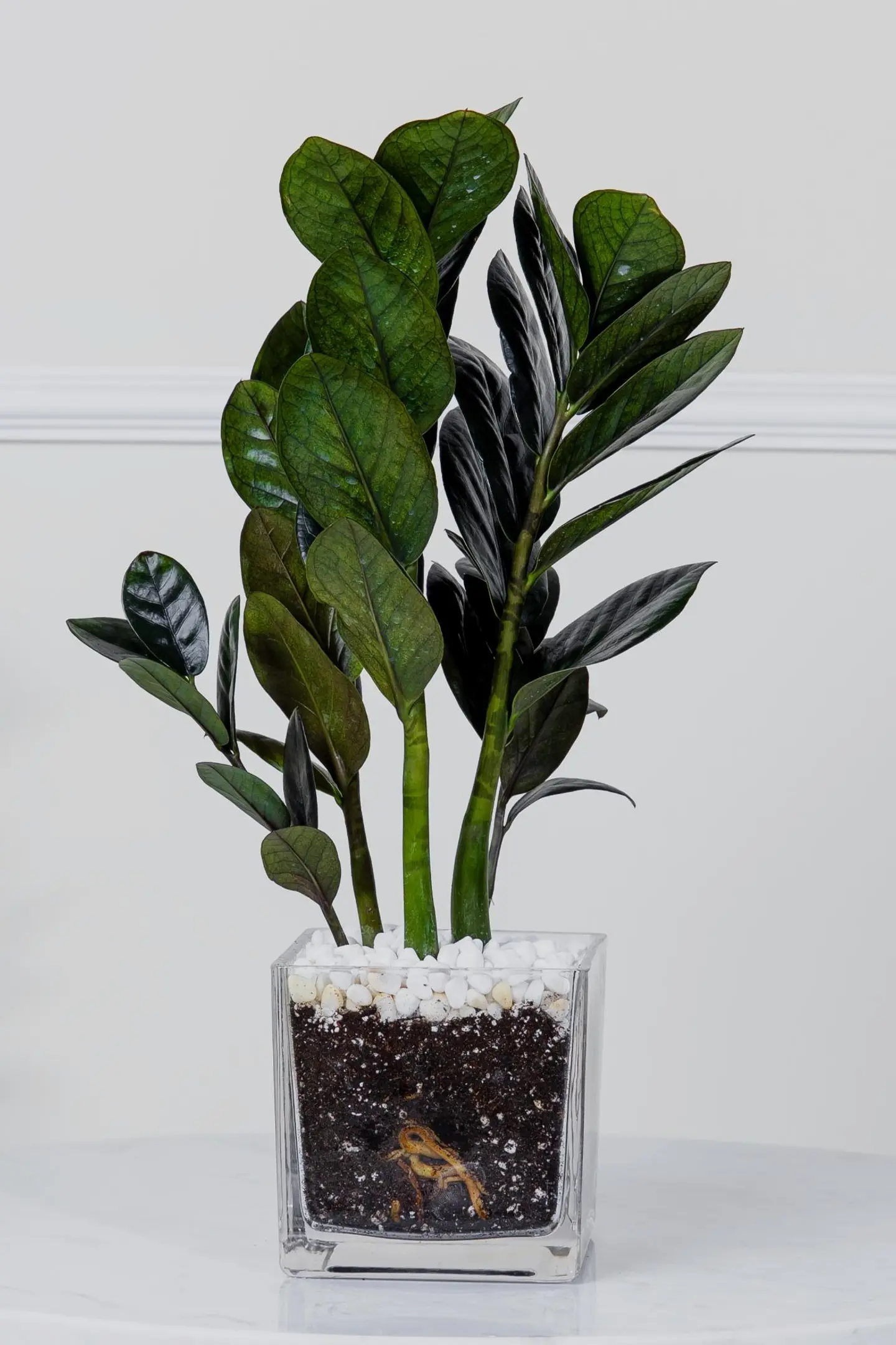 نبتة الزاميا السوداء في فازة زجاج مربعة 12 سم