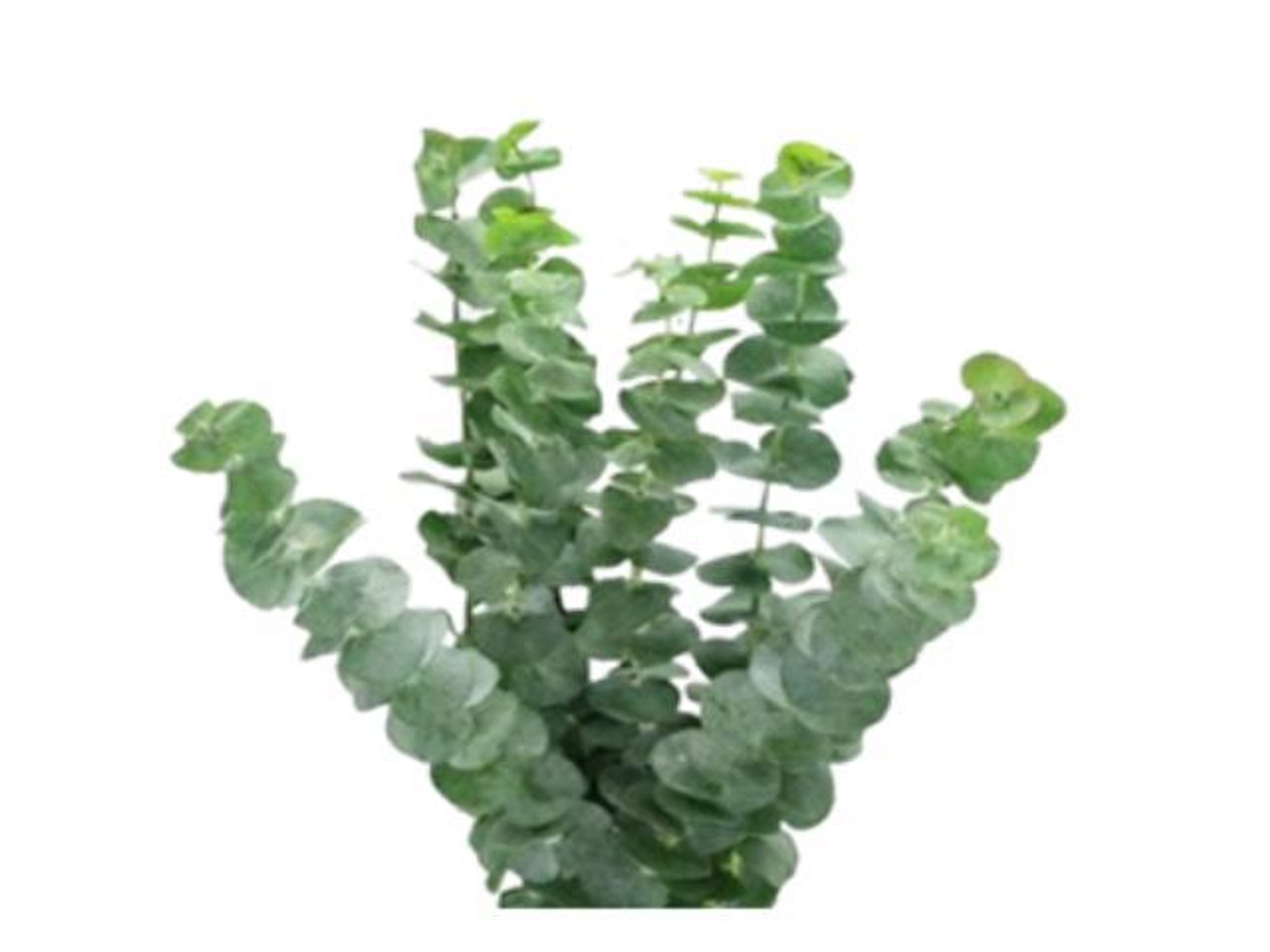 Eucalyptus