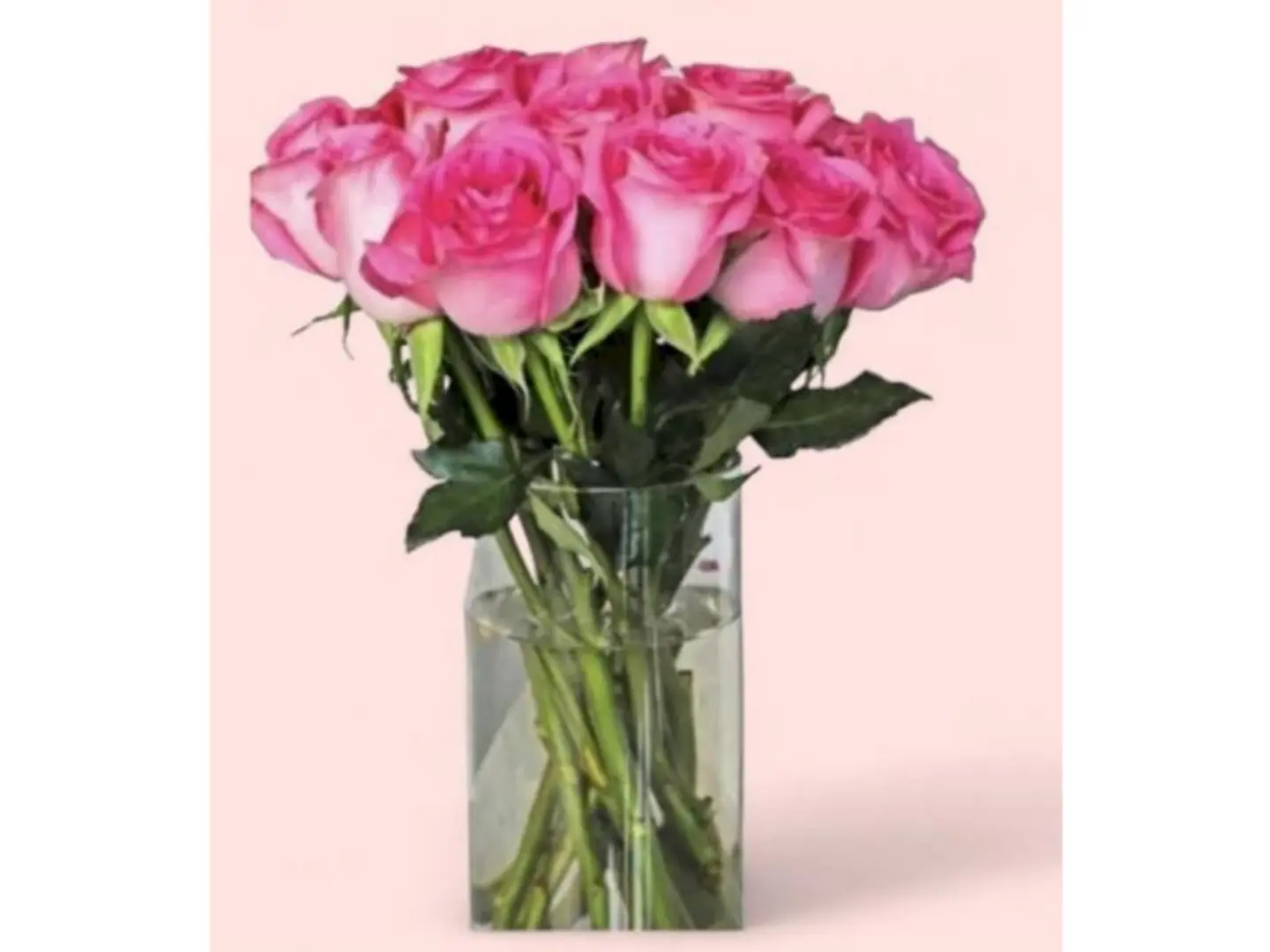 فازة الدبل كلر بيبي روز