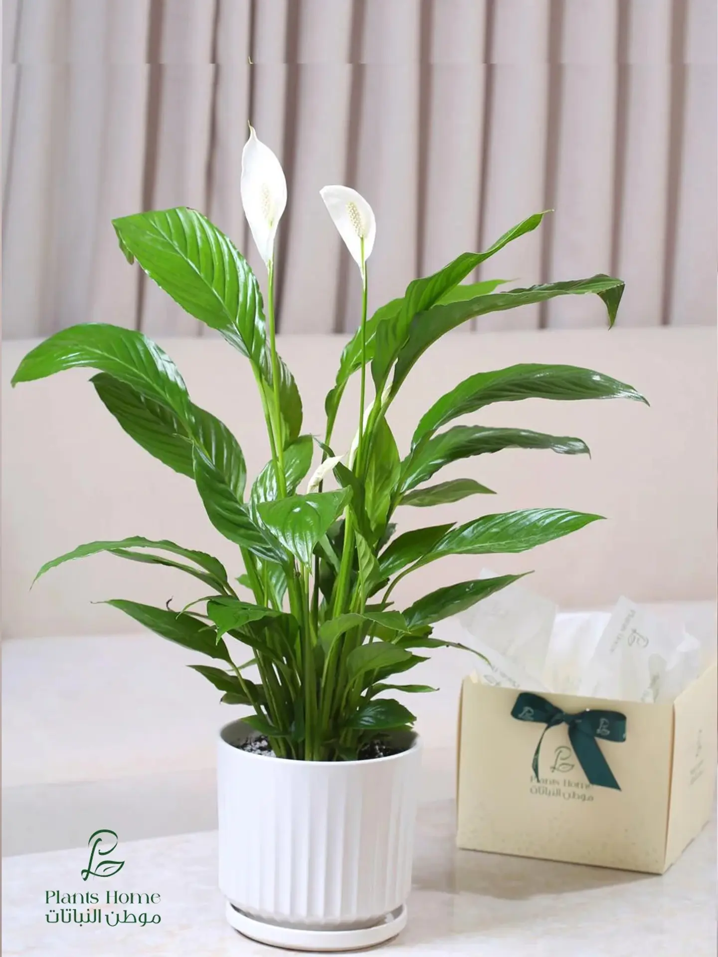 Large Peace Lily In White Ceramic Pot, Luxury Box & Gift Card