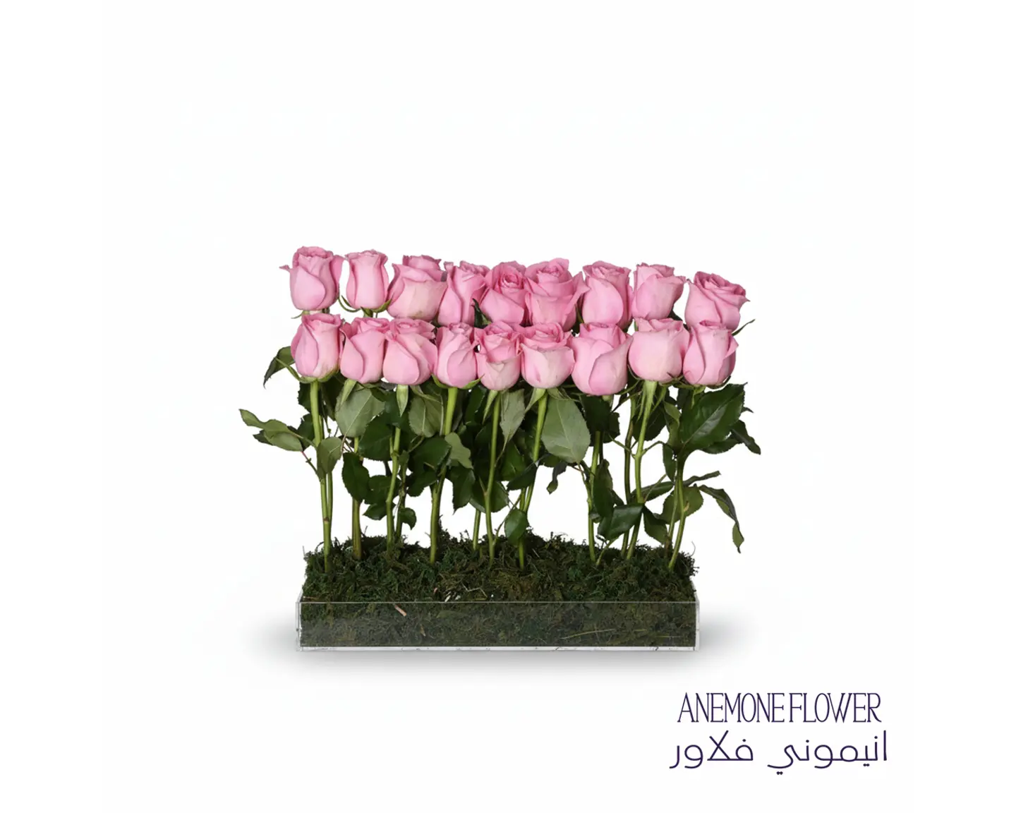 توزيعات الصف الوردي