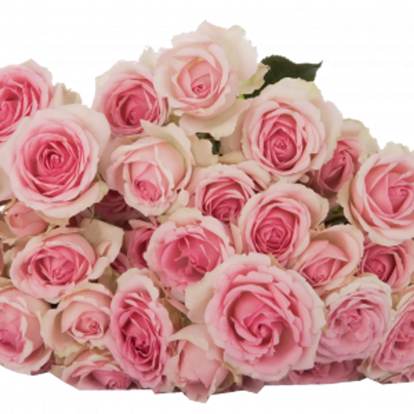 A10 Pink Spray Rose 10 Stem