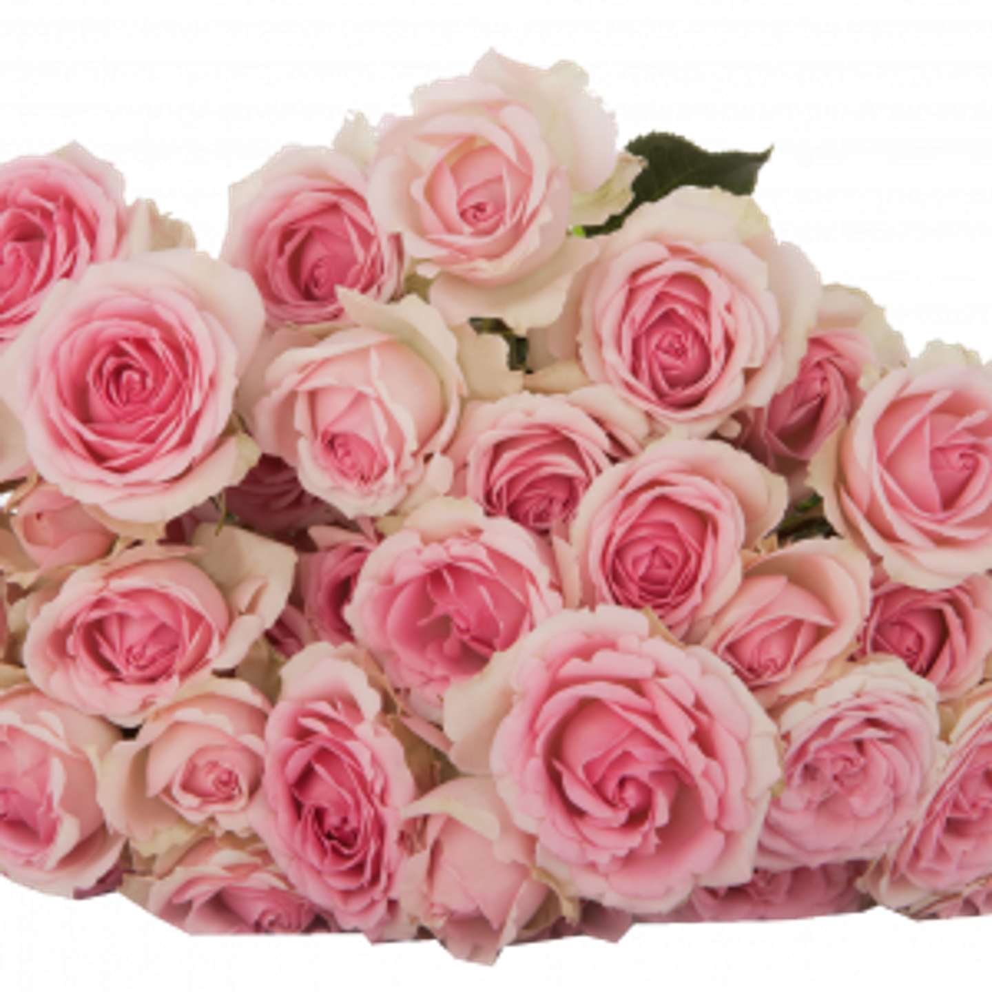 A10 Pink Spray Rose 10 Stem