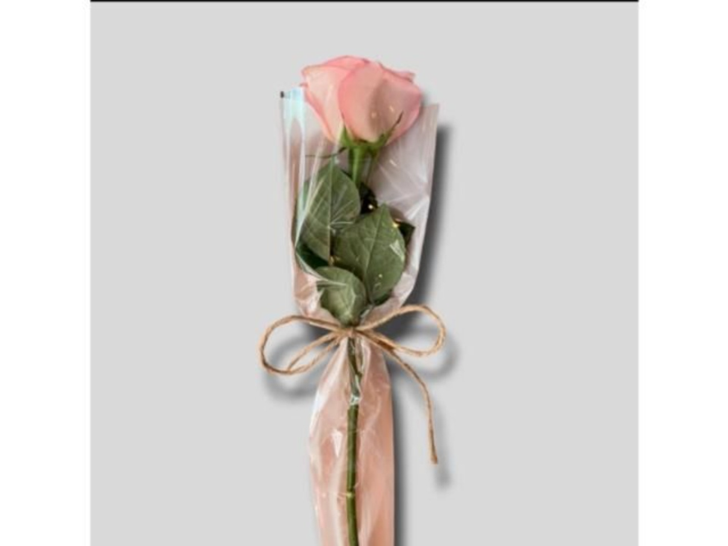 توزيعات الجوري الوردي