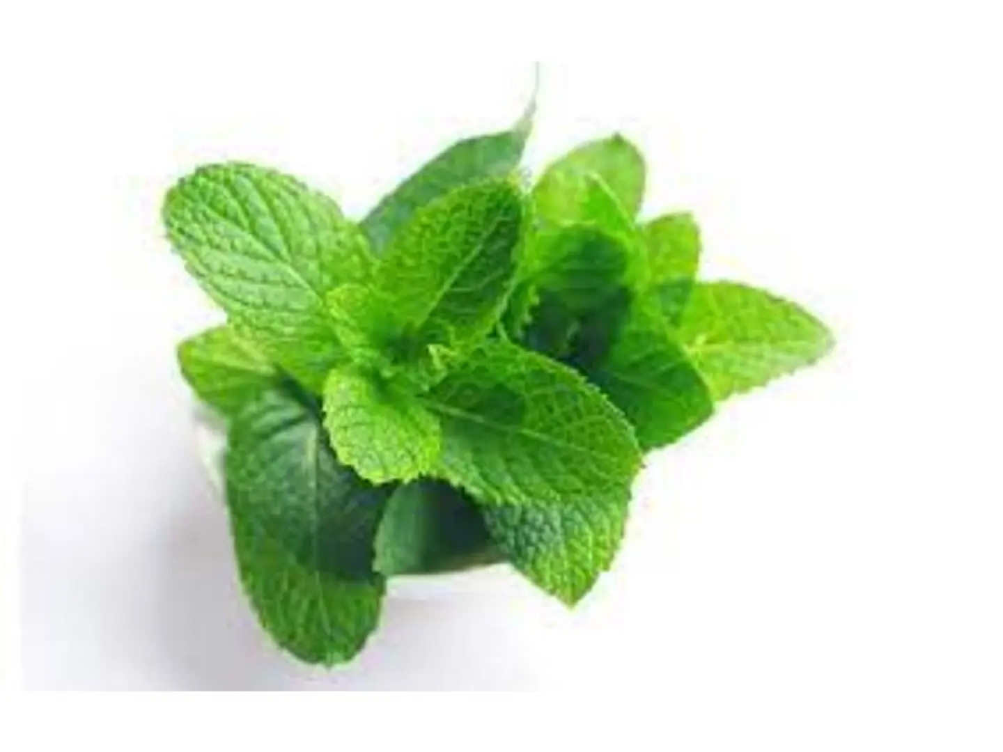 Mint