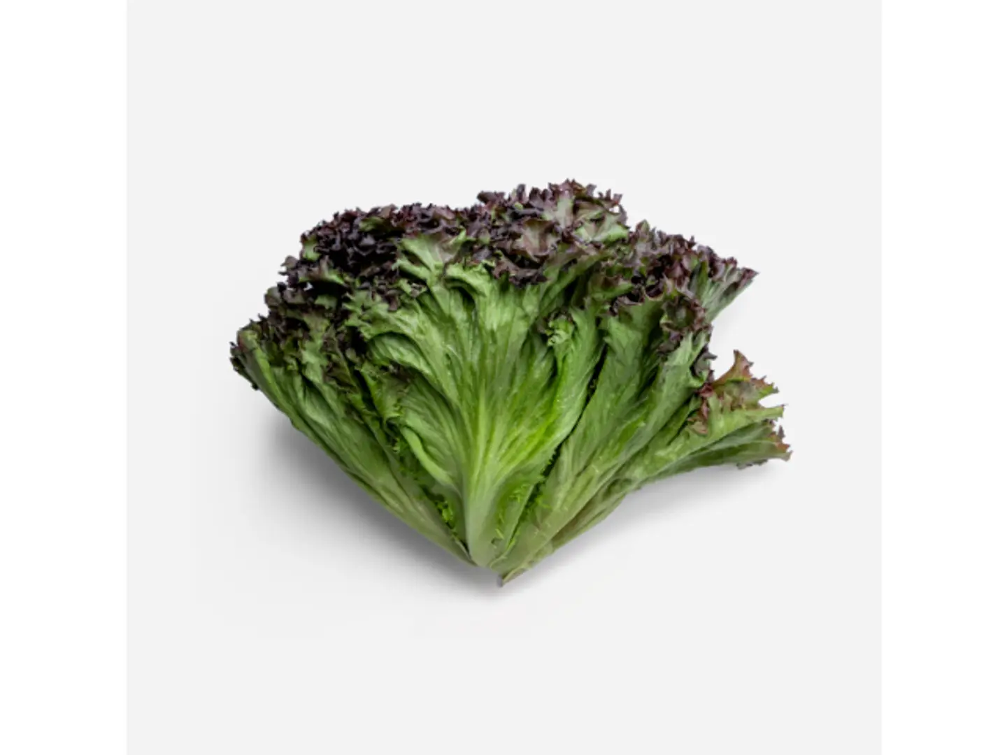 Lollo Rosso Lettuce