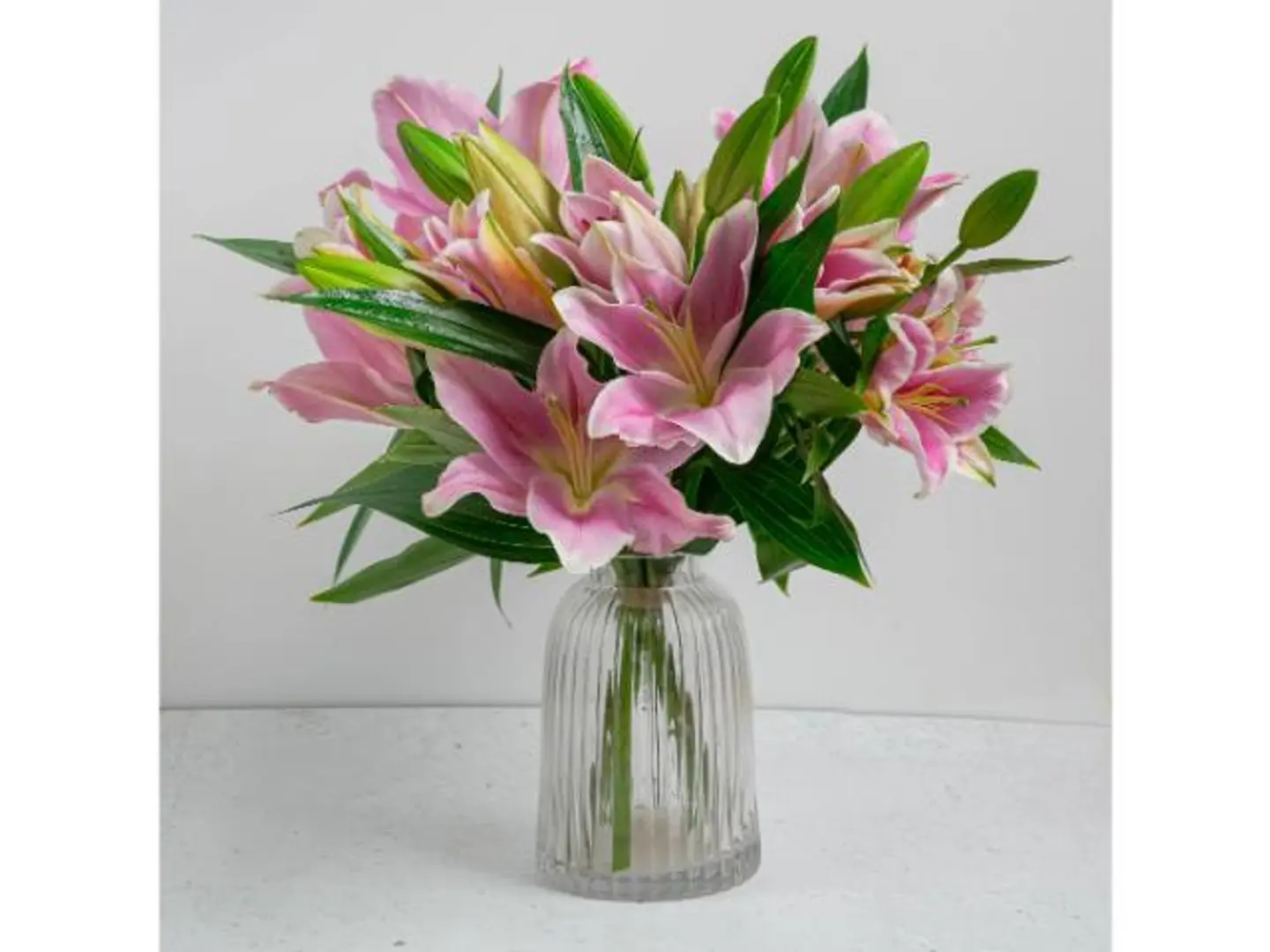 Pink Lily