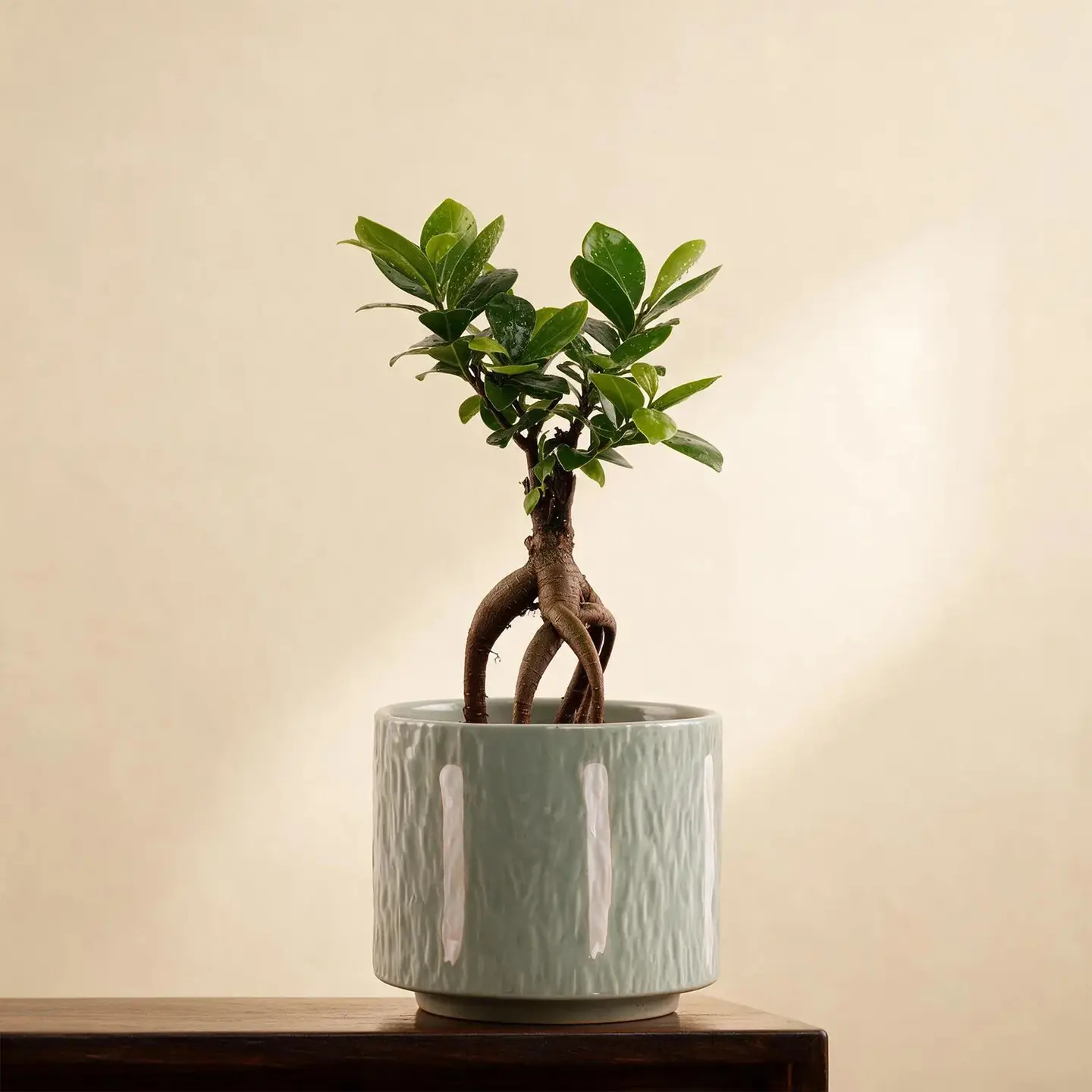 Charming Potted Plant