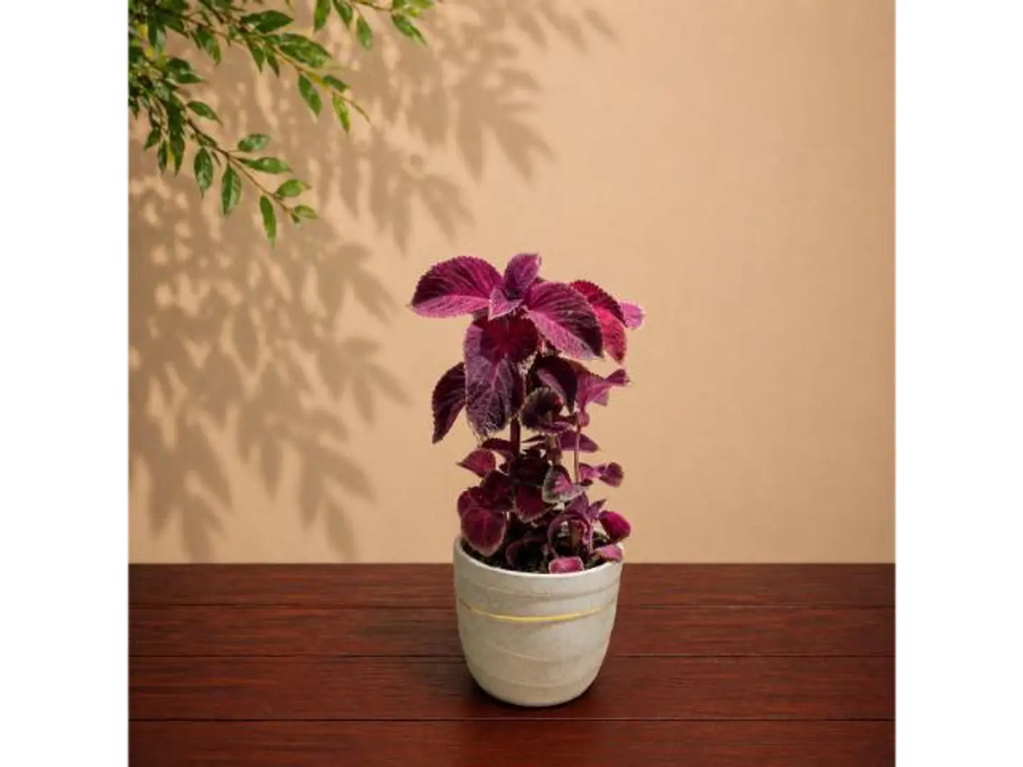 Coleus