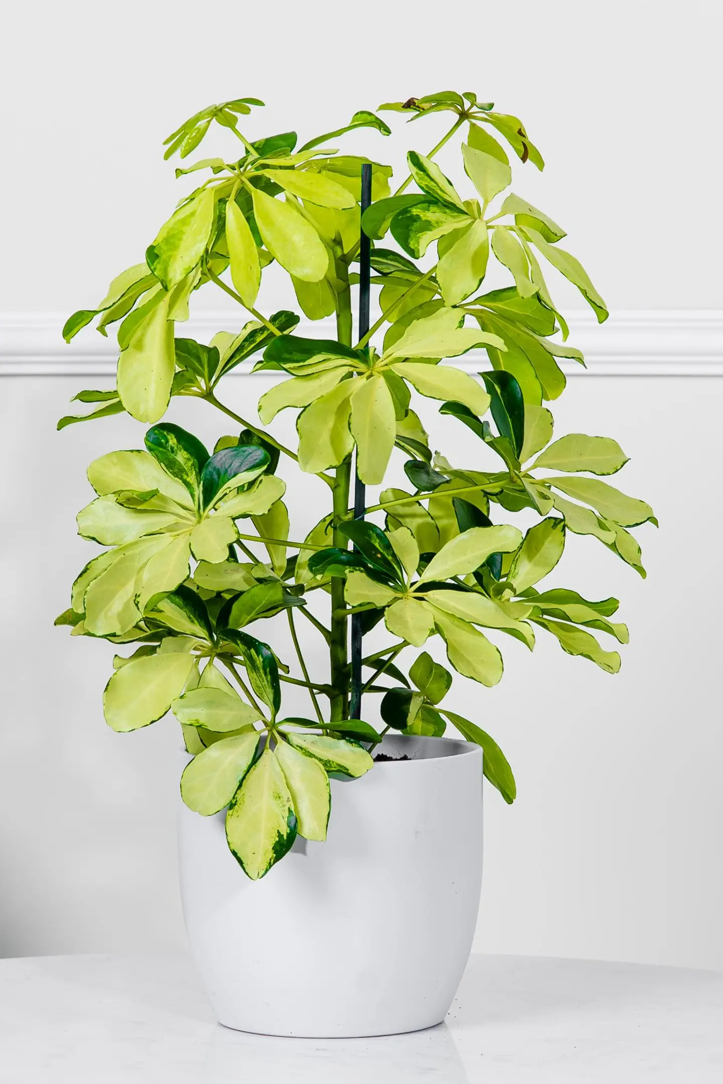 نبتة الشفليرا الذهبية في أصيص سيراميك سماوي فاتح