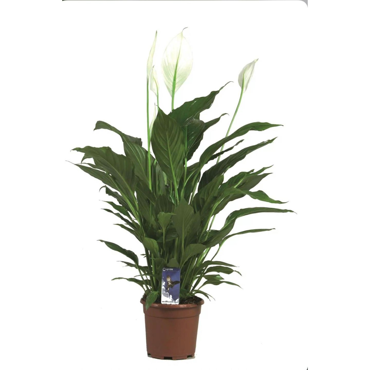 Septaphyllium 13 Cm
