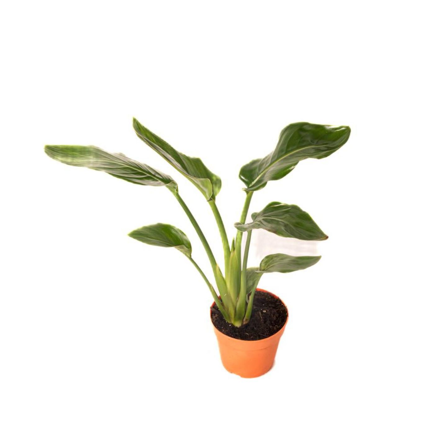 Indoor Bird Of Paradise