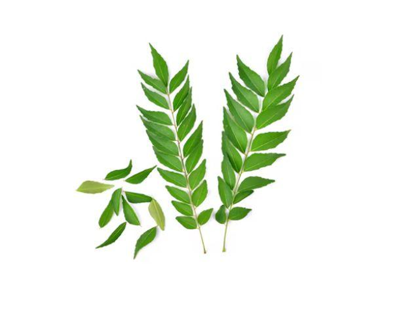 Curry Leaves