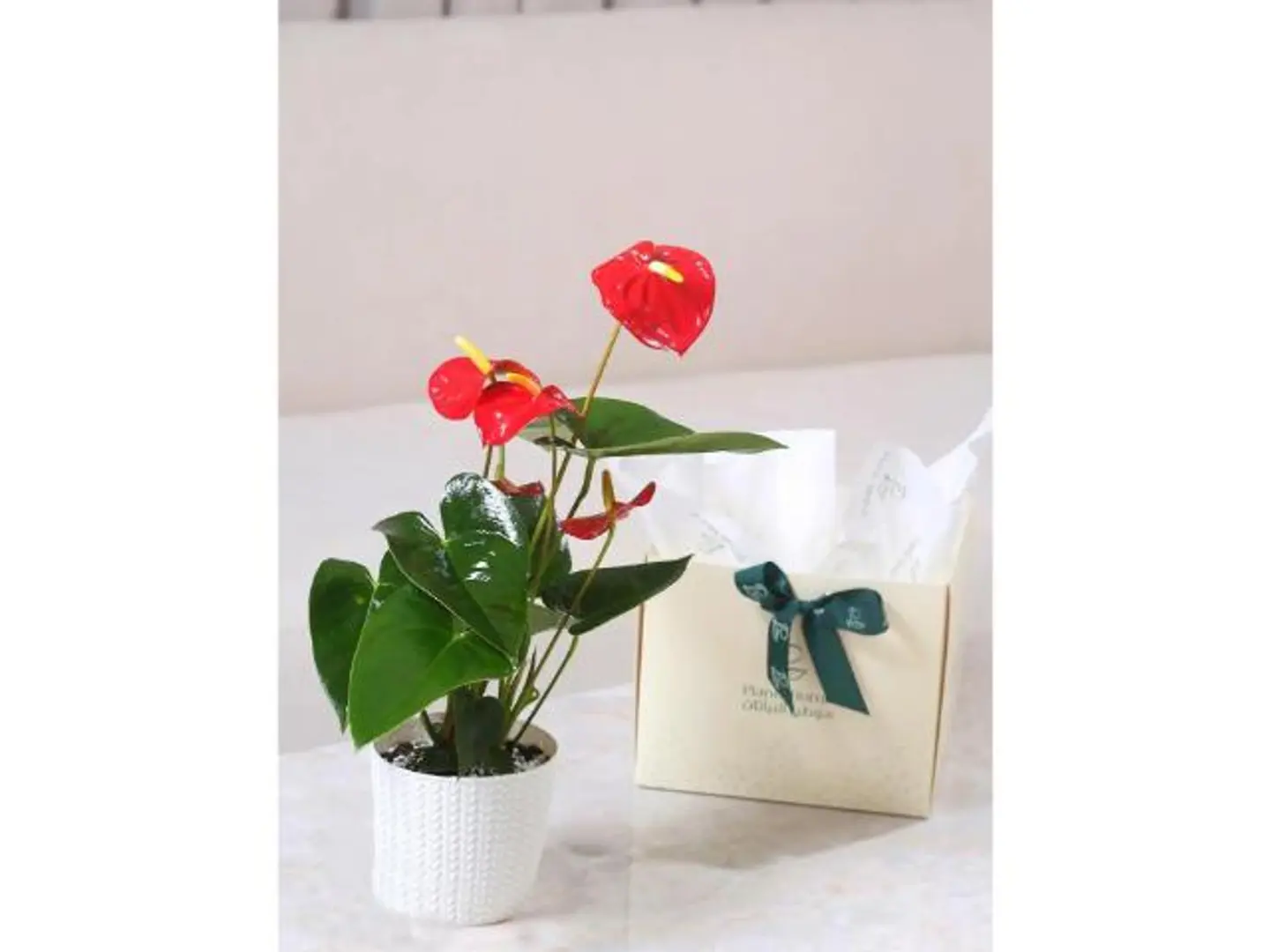 انتوريوم أحمر في حوض بلاستيك أبيض وكارت إهداء