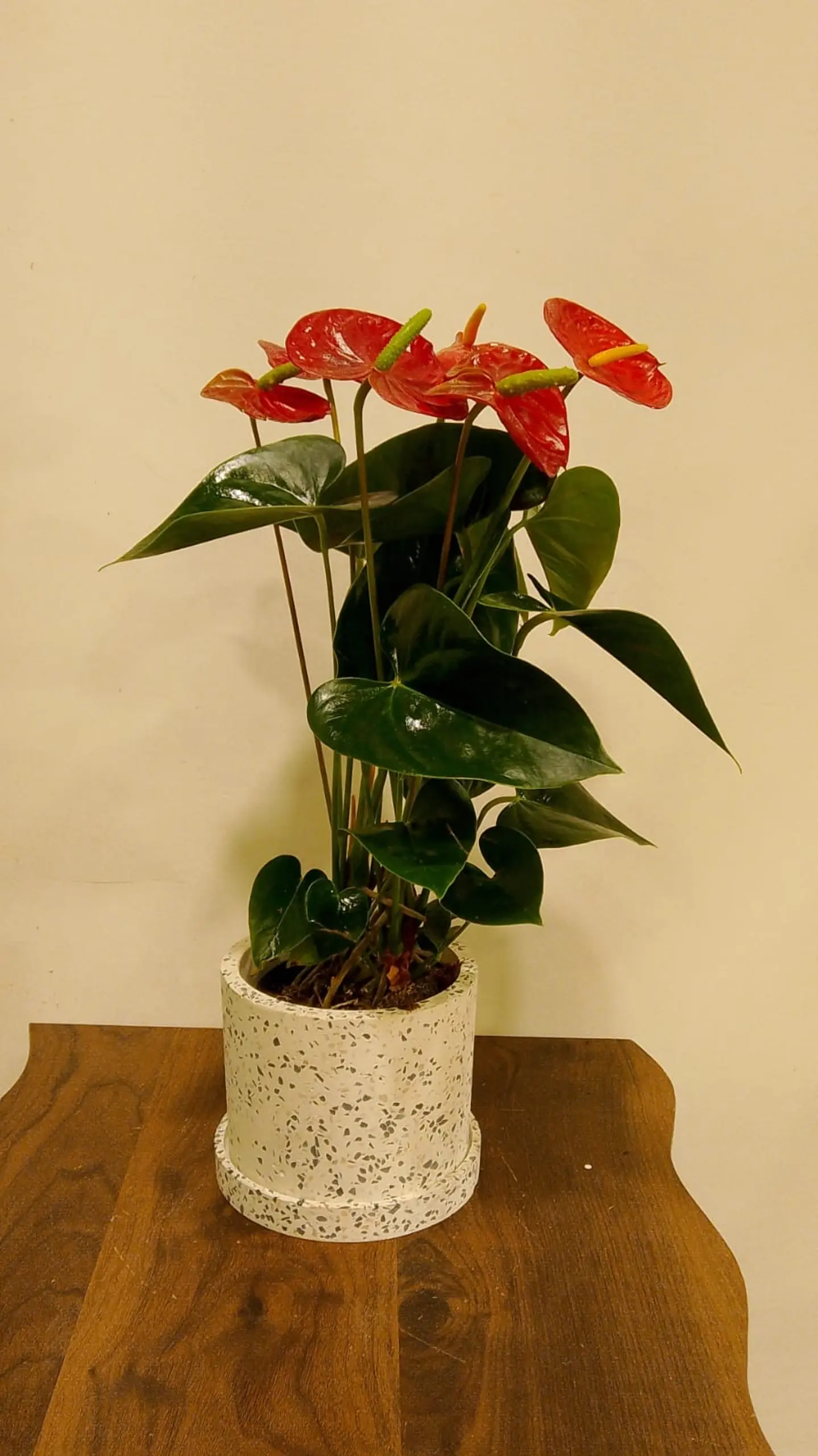 أنتوريوم كبير في حوض تيرازو