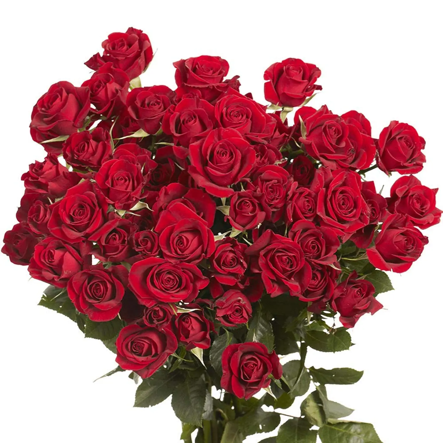 A39 Red Spray Rose 10 Stem