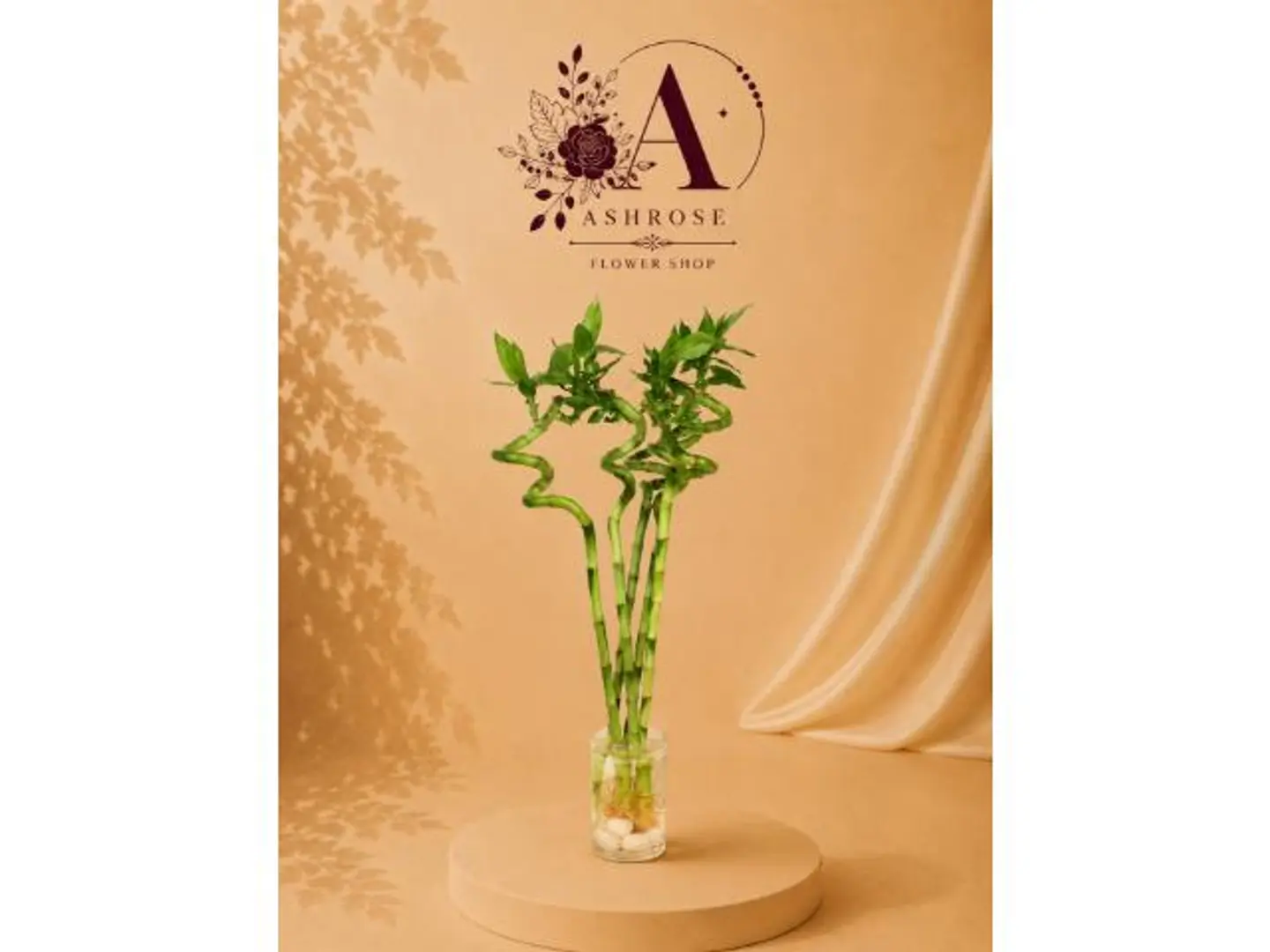 Lucky Bamboo Plant