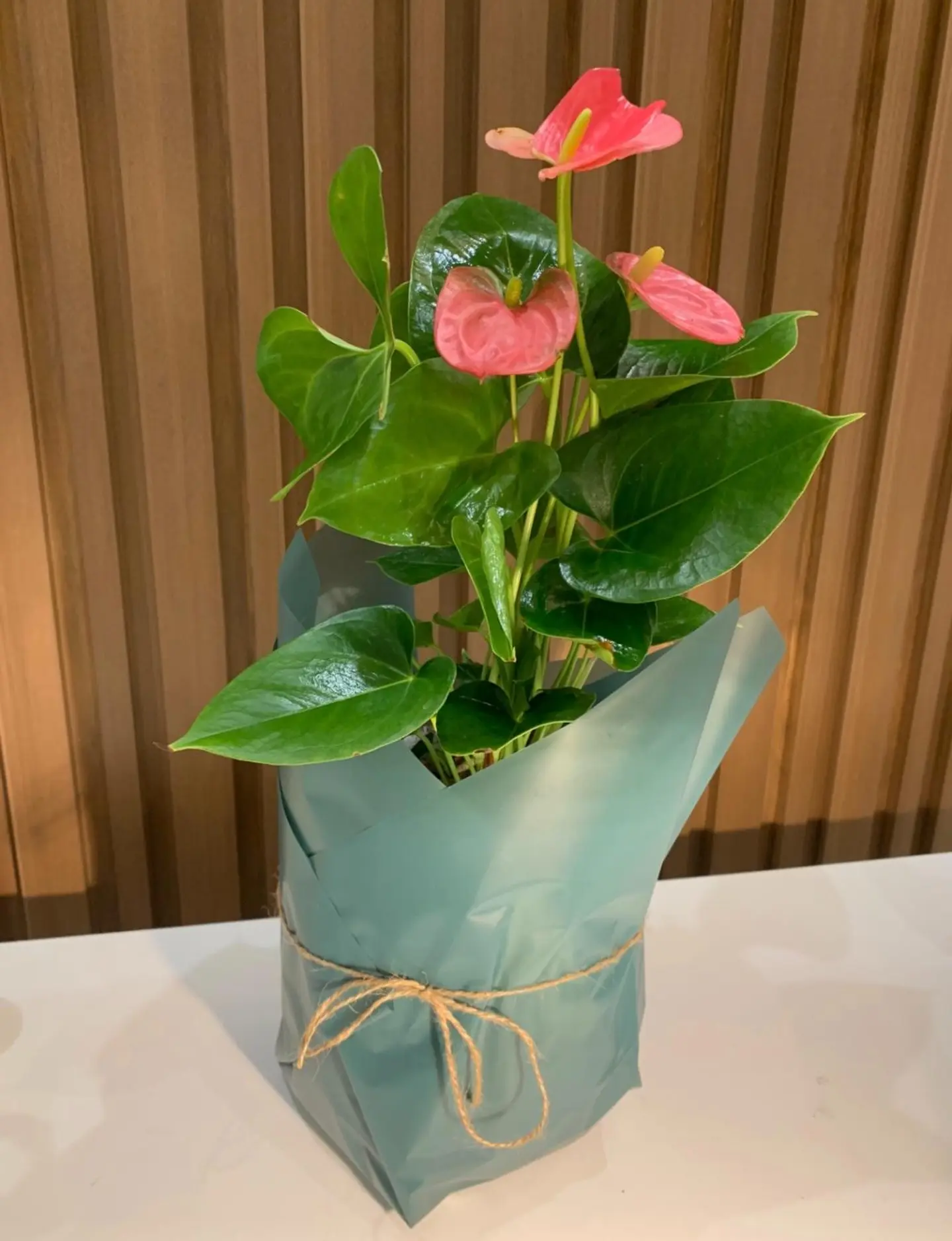 Gift Plant