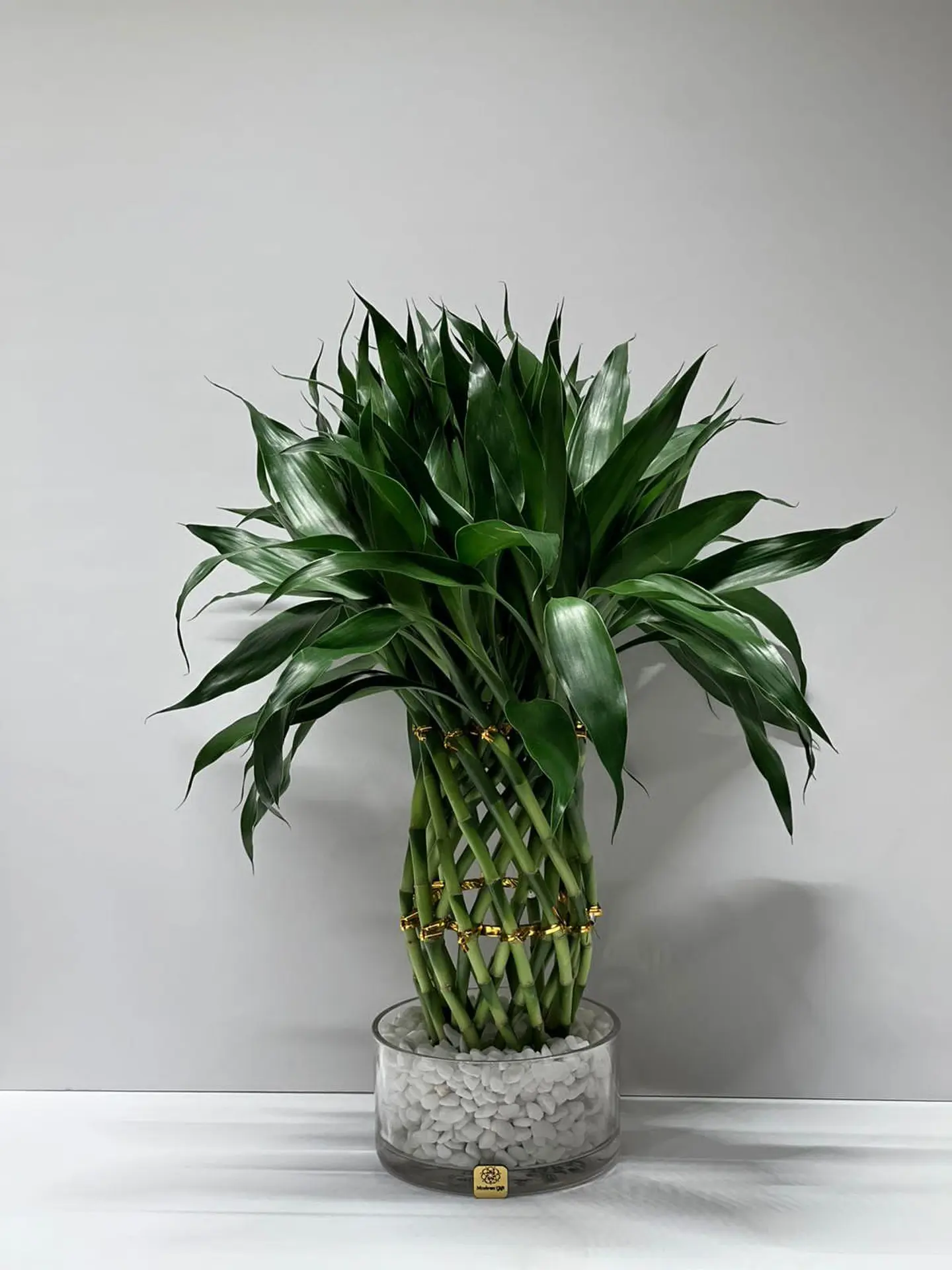 Natural Bamboo Plant