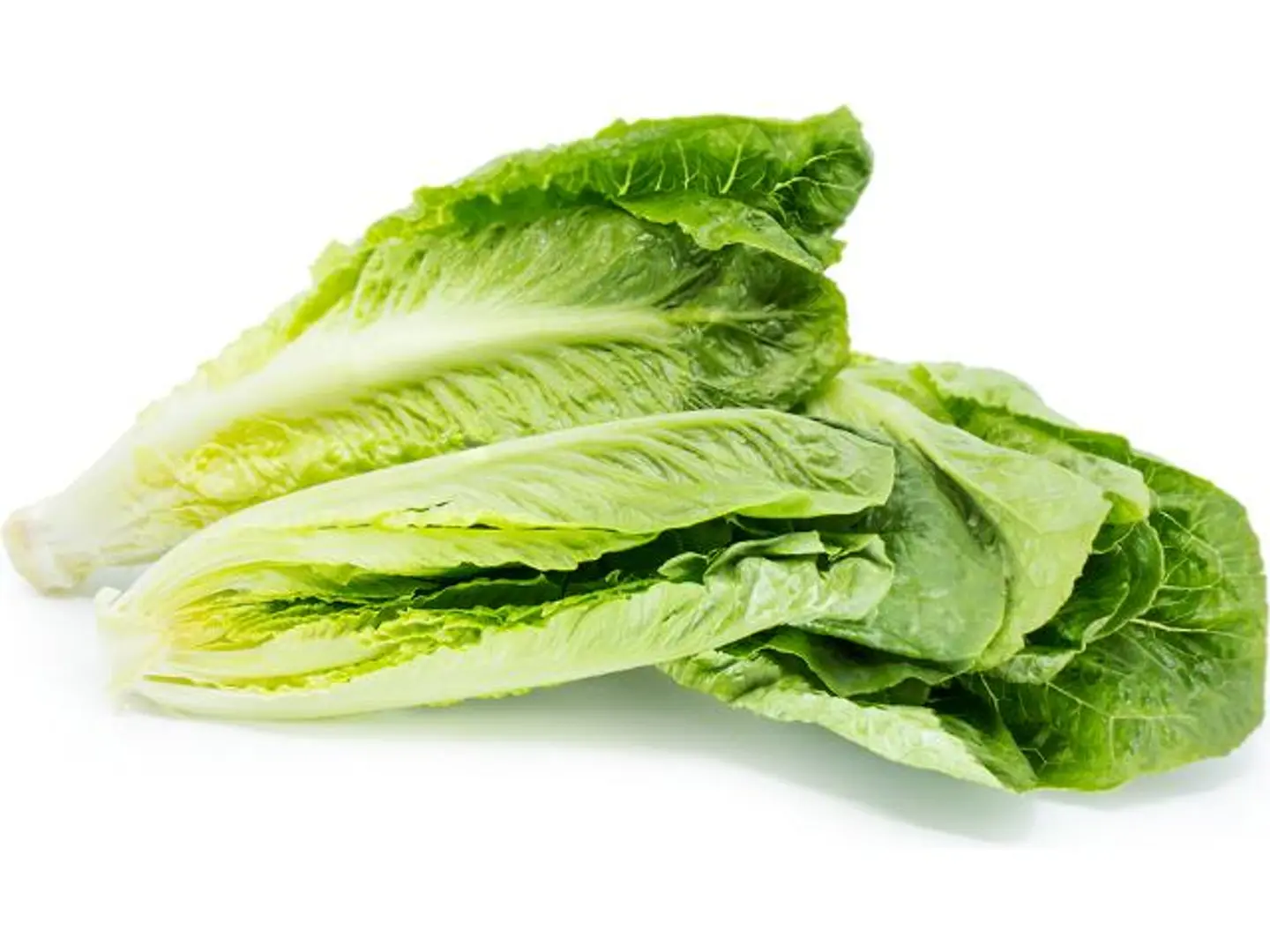 Roman Heart Lettuce Spain