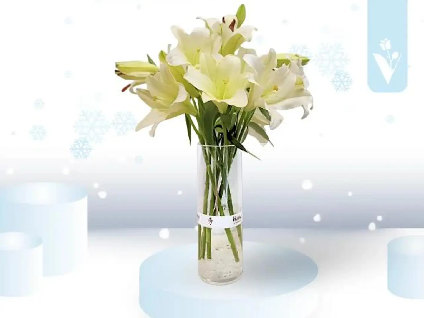 شعاع الشتاء الأبيض