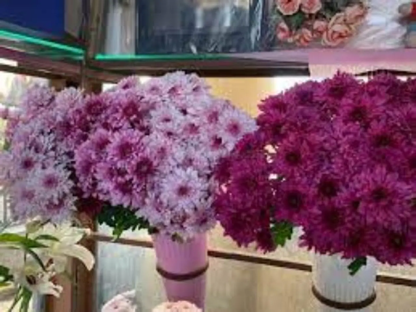 ورد كريز عنابي