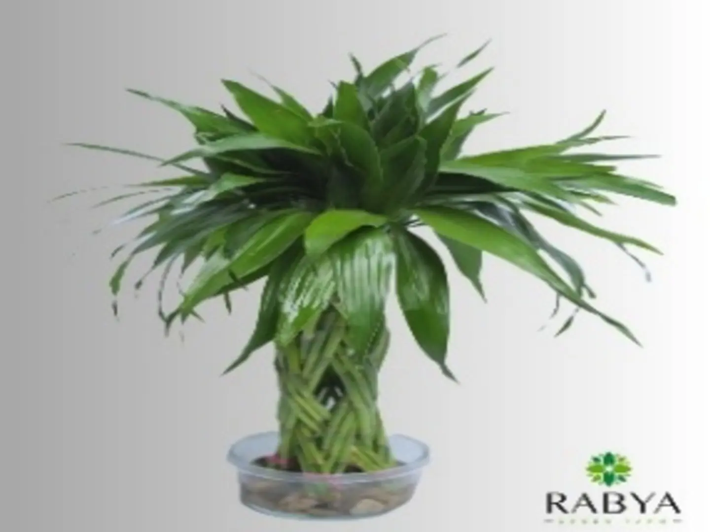 Bamboo Bunch Xlarge
