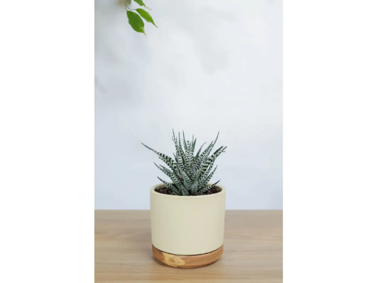 صبار في اصيص سيراميك بيج بقاعده خشبيه