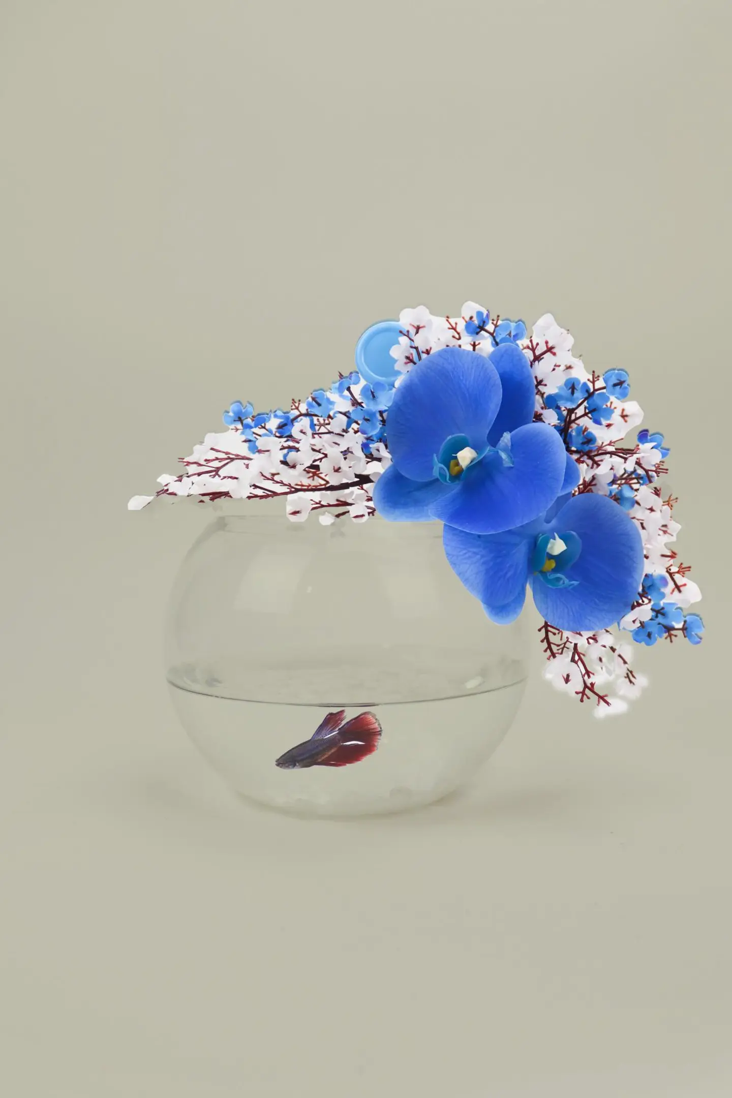 سمكة فايتر وورد أنيق