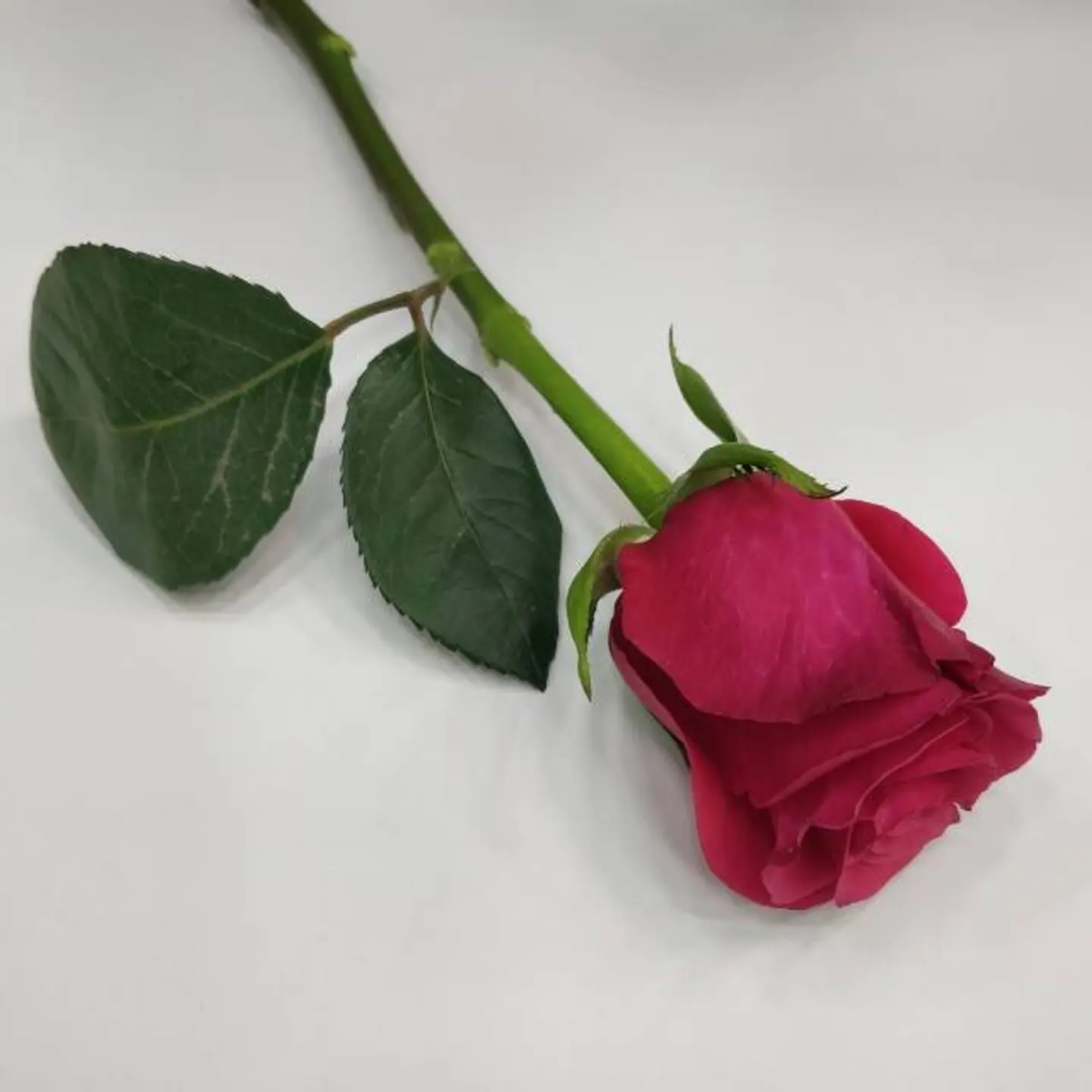 ورد جوري فوشي