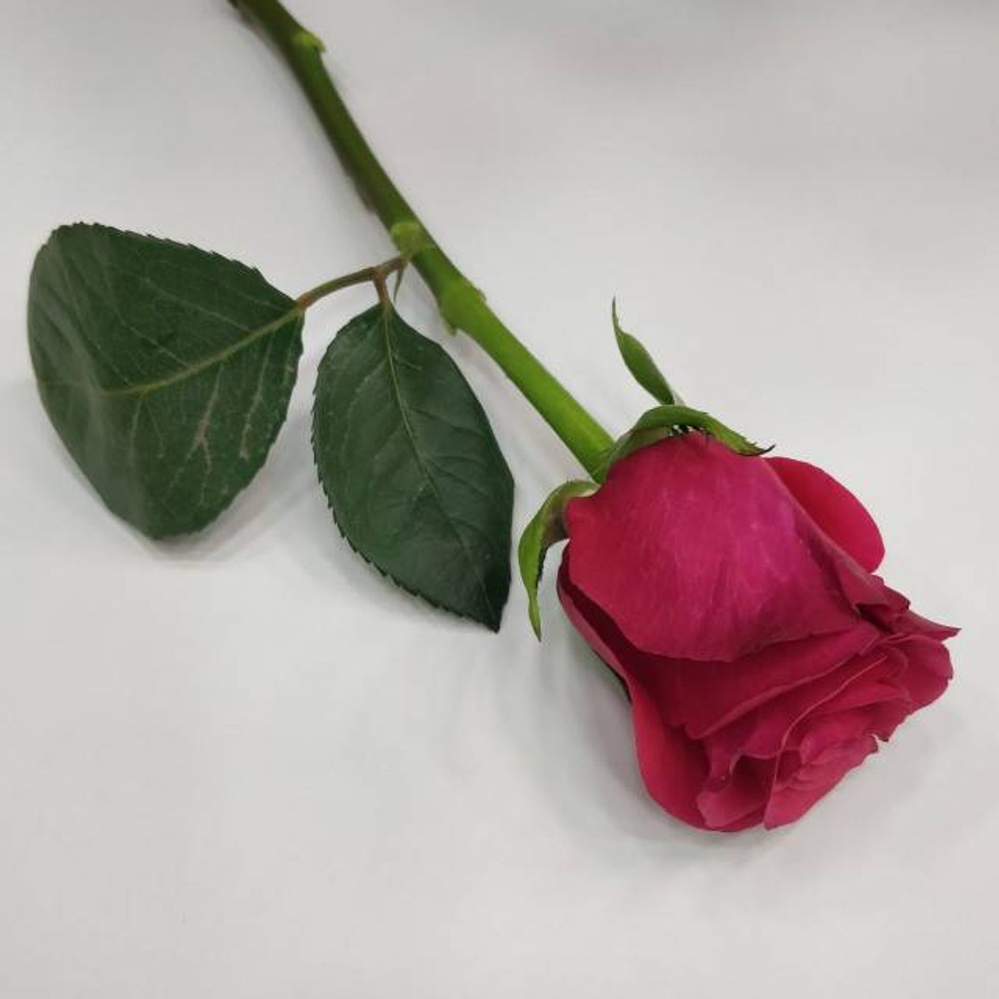 Fuchsia Rose