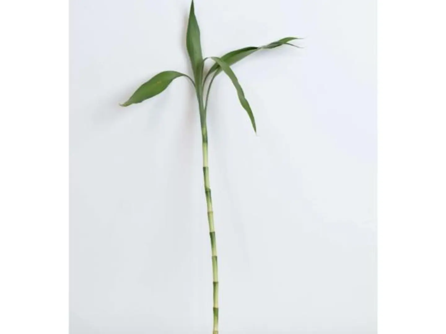 Small Bamboo Stalk