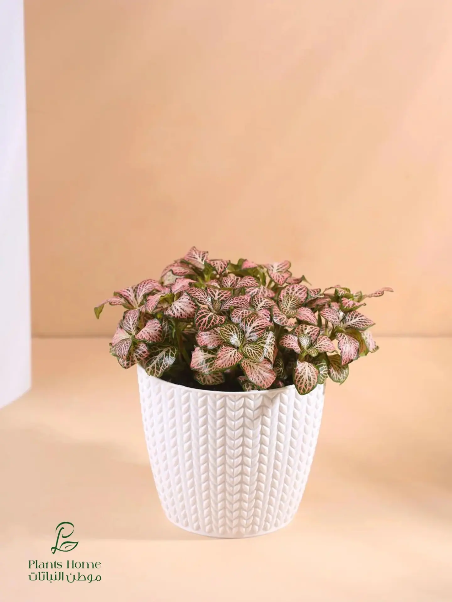 Dense Red Fittonia In Elegant White Plastic Pot