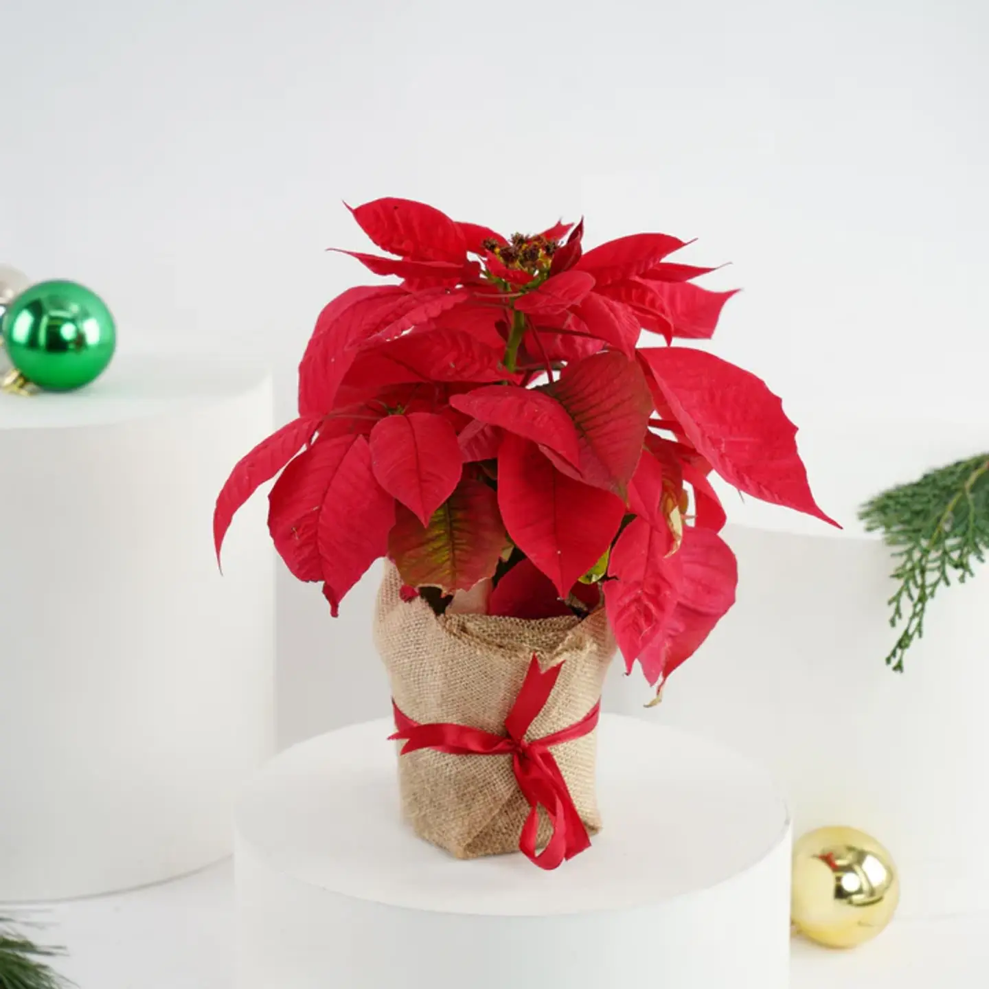 Poinsettia Plant In Jute Wrapping
