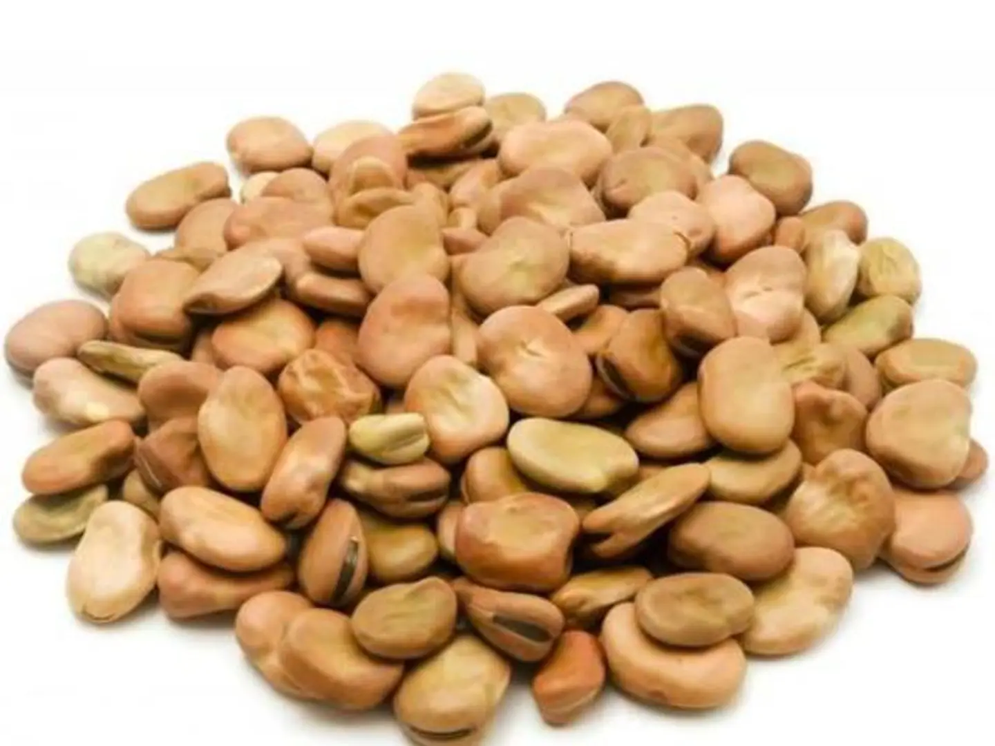 فول حب مصري